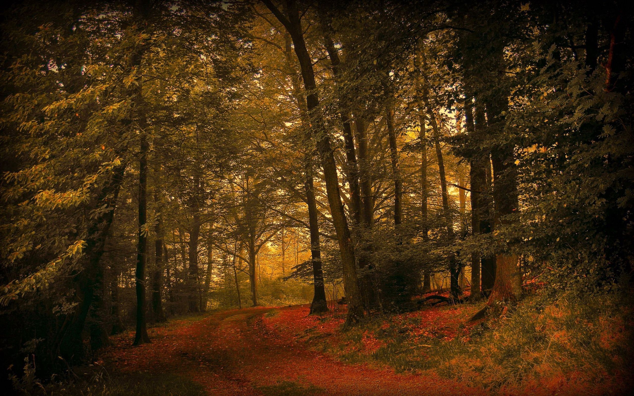 Скачать обои бесплатно Природа, Лес, Трава, Листья, Осень картинка на рабочий стол ПК