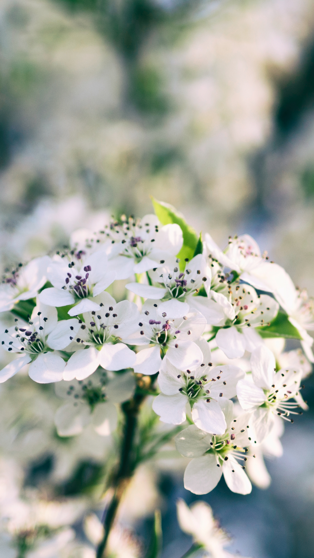 Download mobile wallpaper Nature, Flowers, Flower, Blur, Earth, Spring, White Flower, Blossom for free.