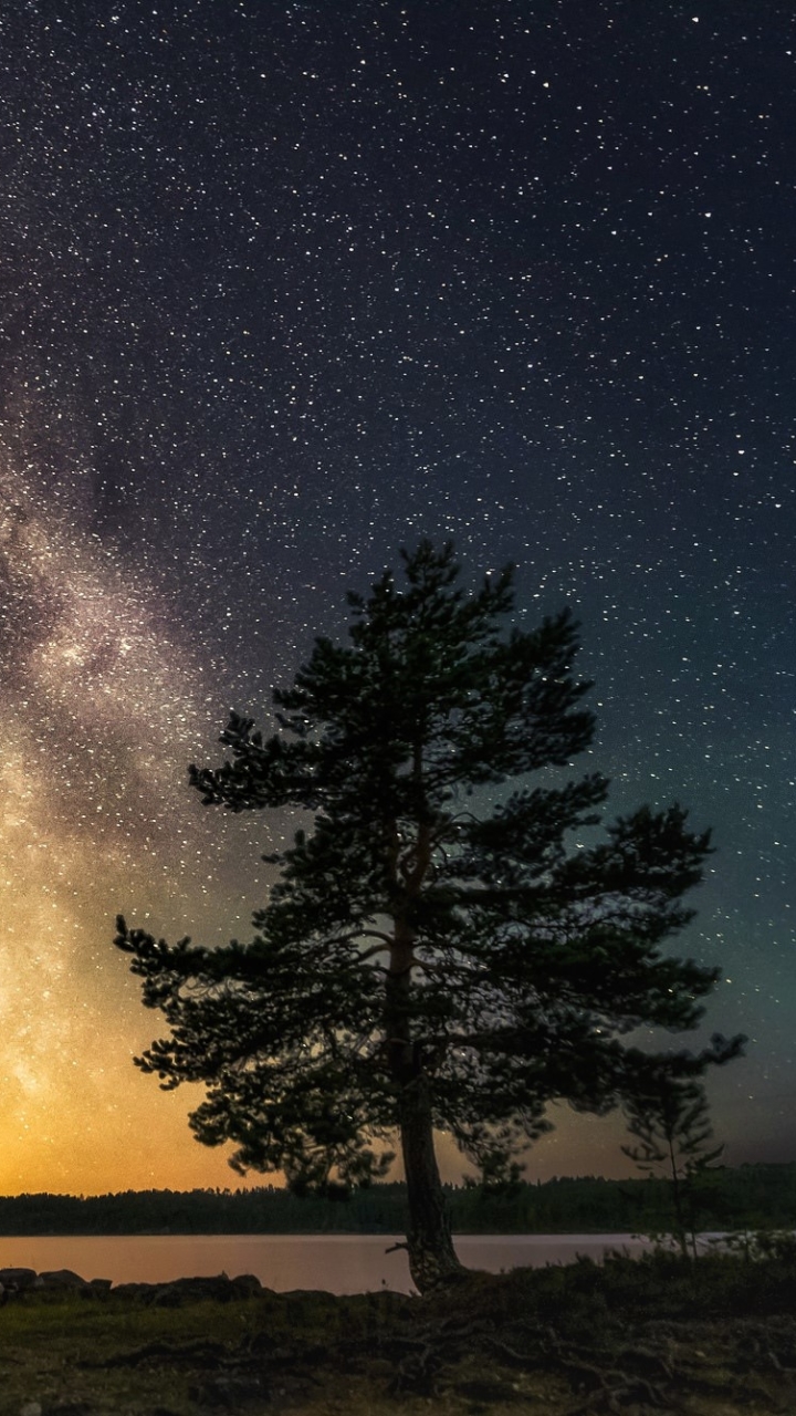 Download mobile wallpaper Sky, Stars, Night, Tree, Starry Sky, Milky Way, Galaxy, Sci Fi for free.