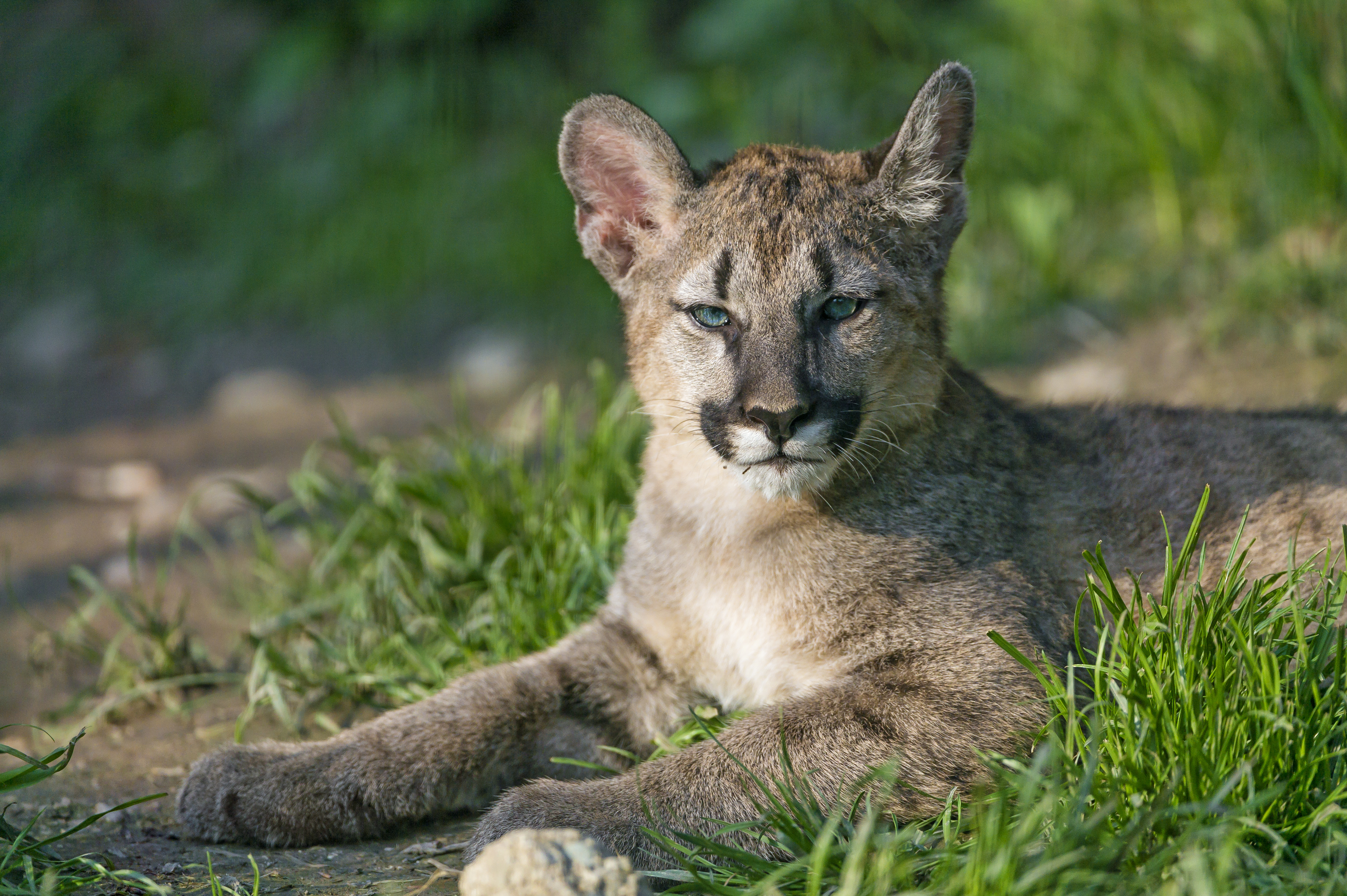 Descarga gratis la imagen Puma, Gatos, Animales en el escritorio de tu PC