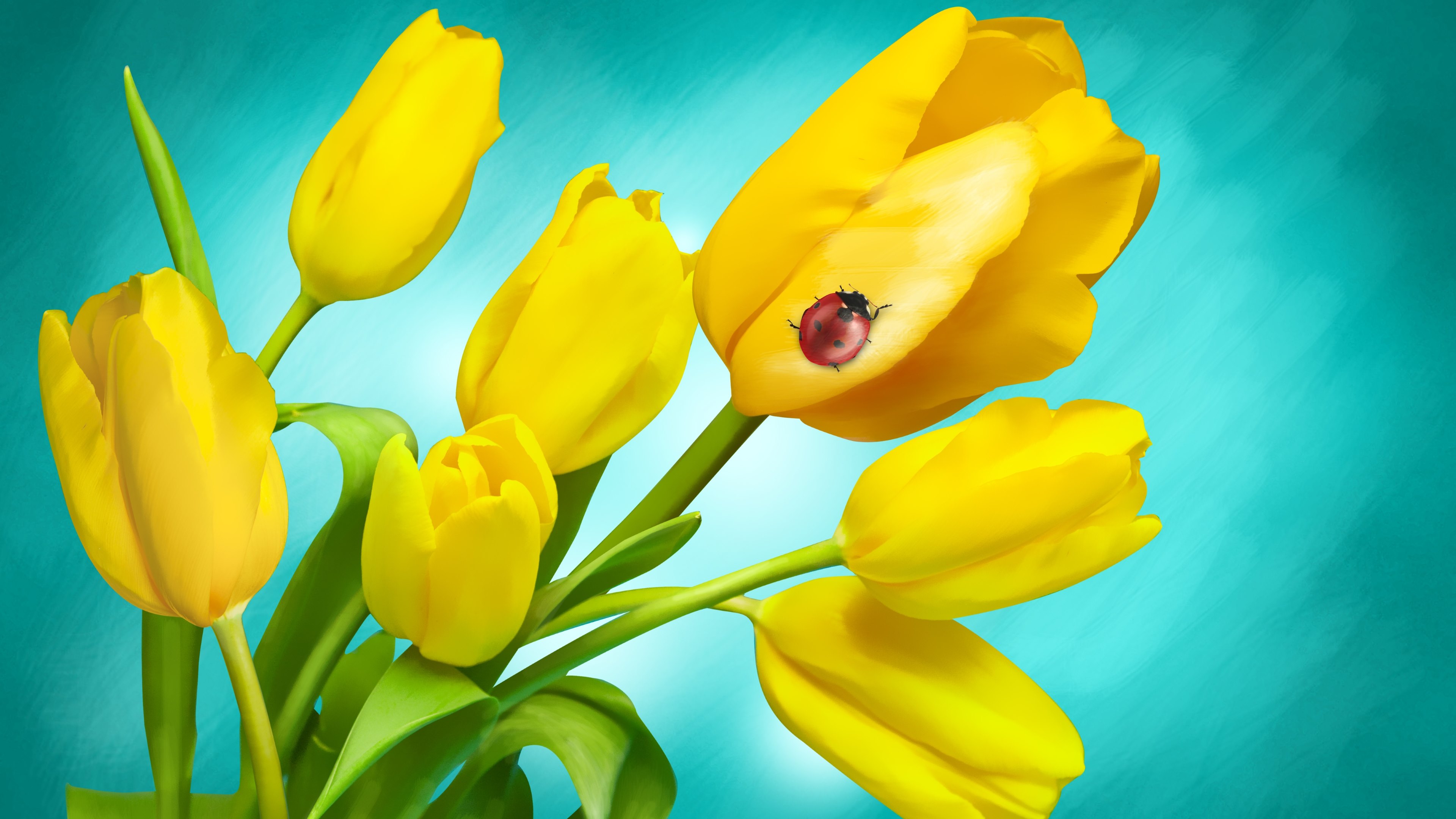 Descarga gratis la imagen Naturaleza, Flores, Mariquita, Tulipán, Flor Amarilla, Tierra/naturaleza en el escritorio de tu PC