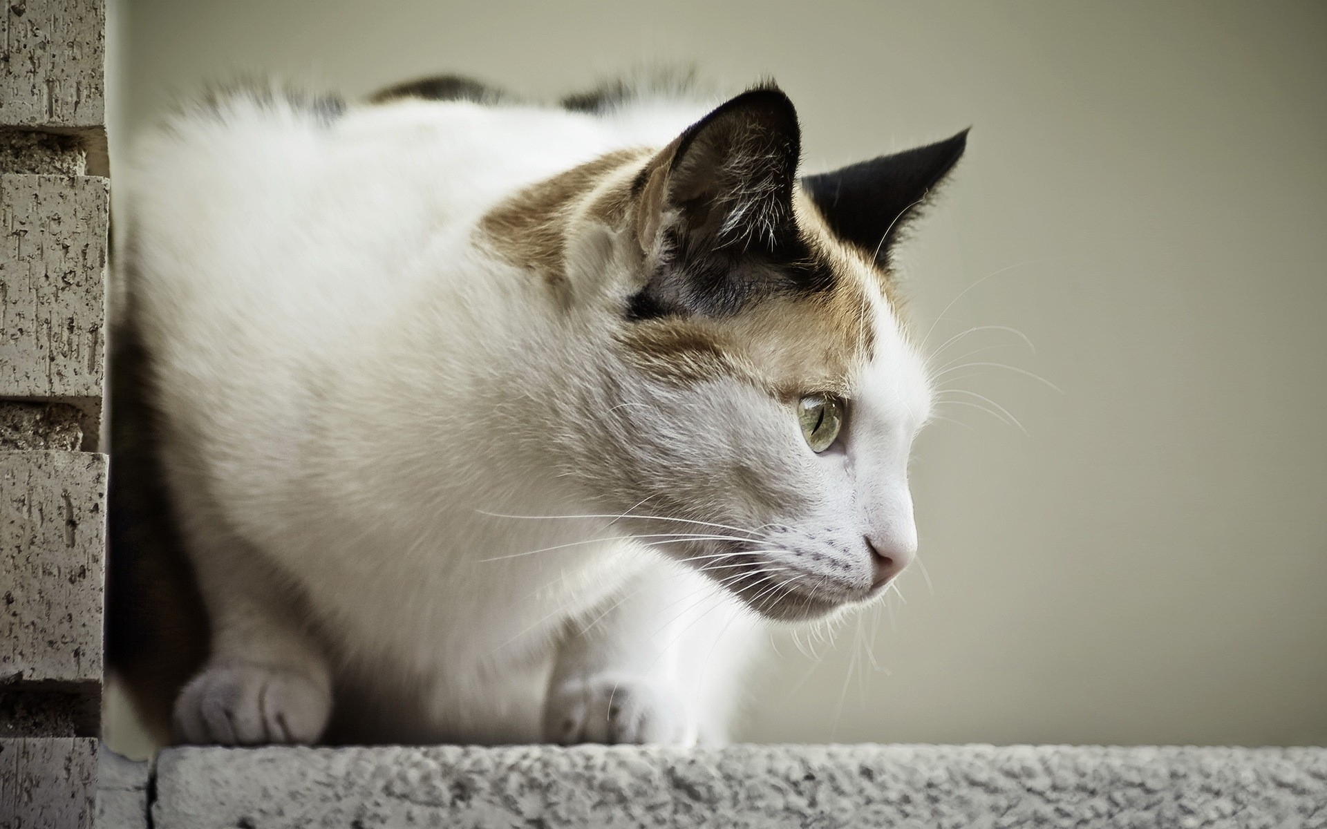 Baixe gratuitamente a imagem Animais, Gatos, Gato na área de trabalho do seu PC