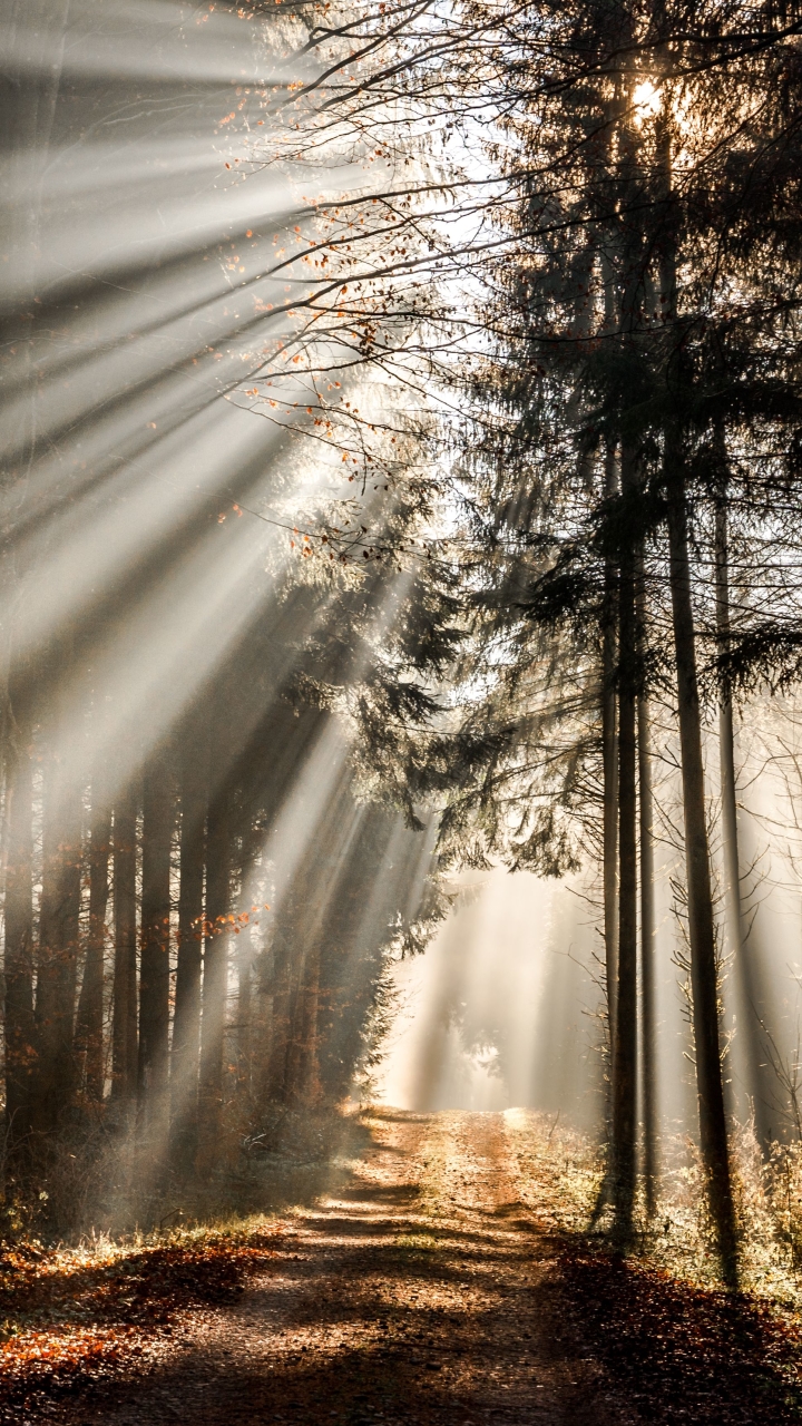 Descarga gratuita de fondo de pantalla para móvil de Naturaleza, Camino, Bosque, Árbol, Sendero, Rayo De Sol, Tierra/naturaleza.