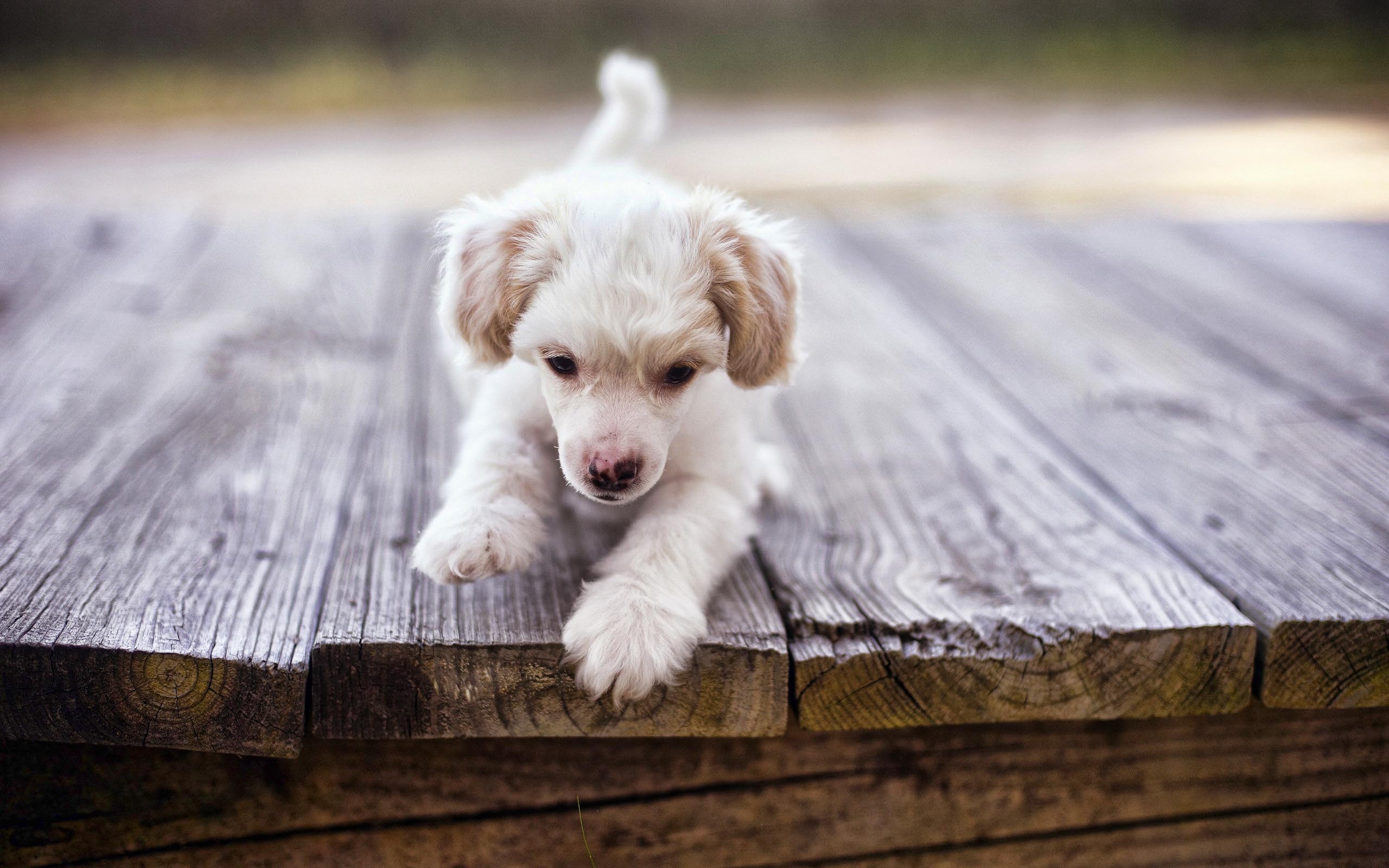 Baixar papel de parede para celular de Animais, Cães, Filhote gratuito.