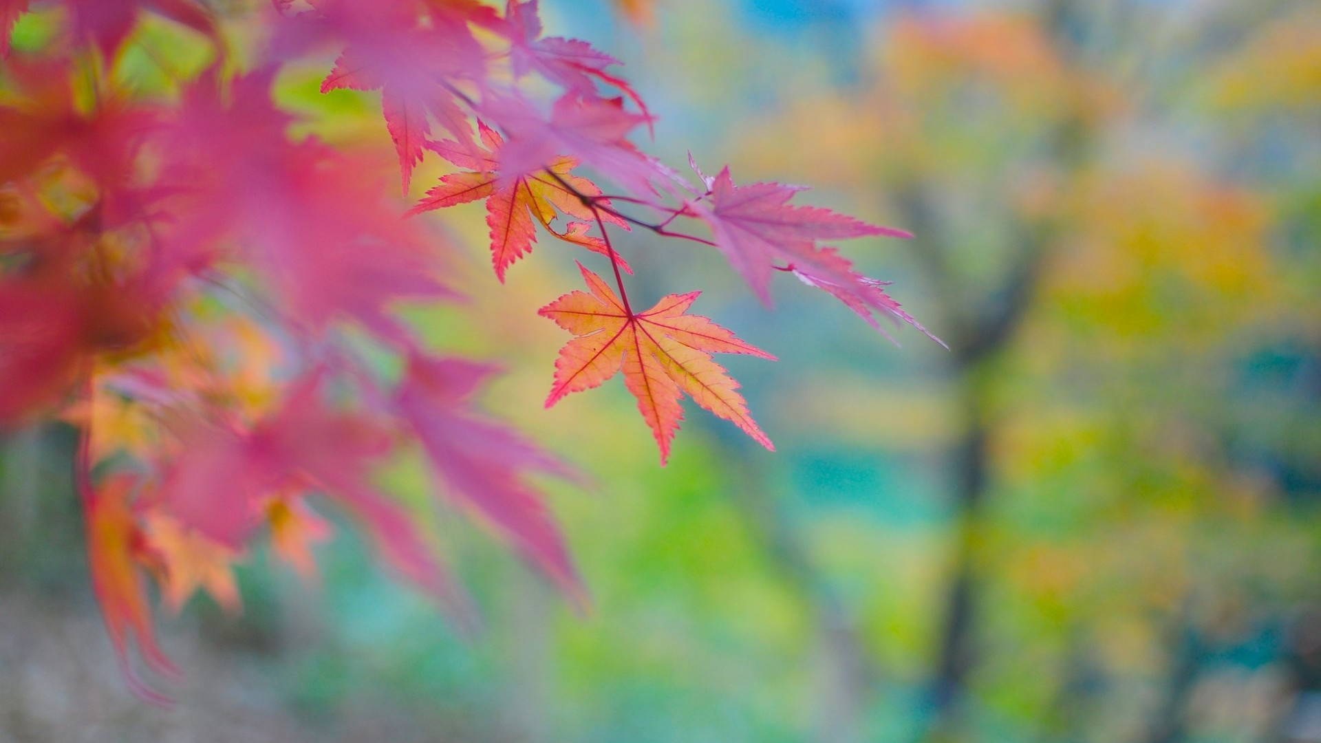 Download mobile wallpaper Leaf, Fall, Earth for free.