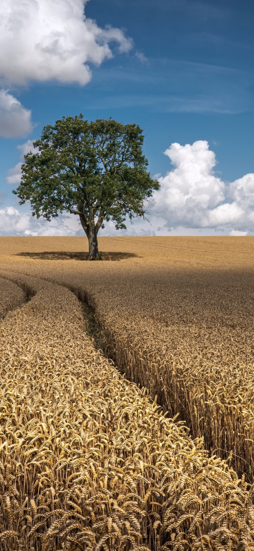 Скачать картинку Пшеница, Дерево, Поле, Земля/природа в телефон бесплатно.