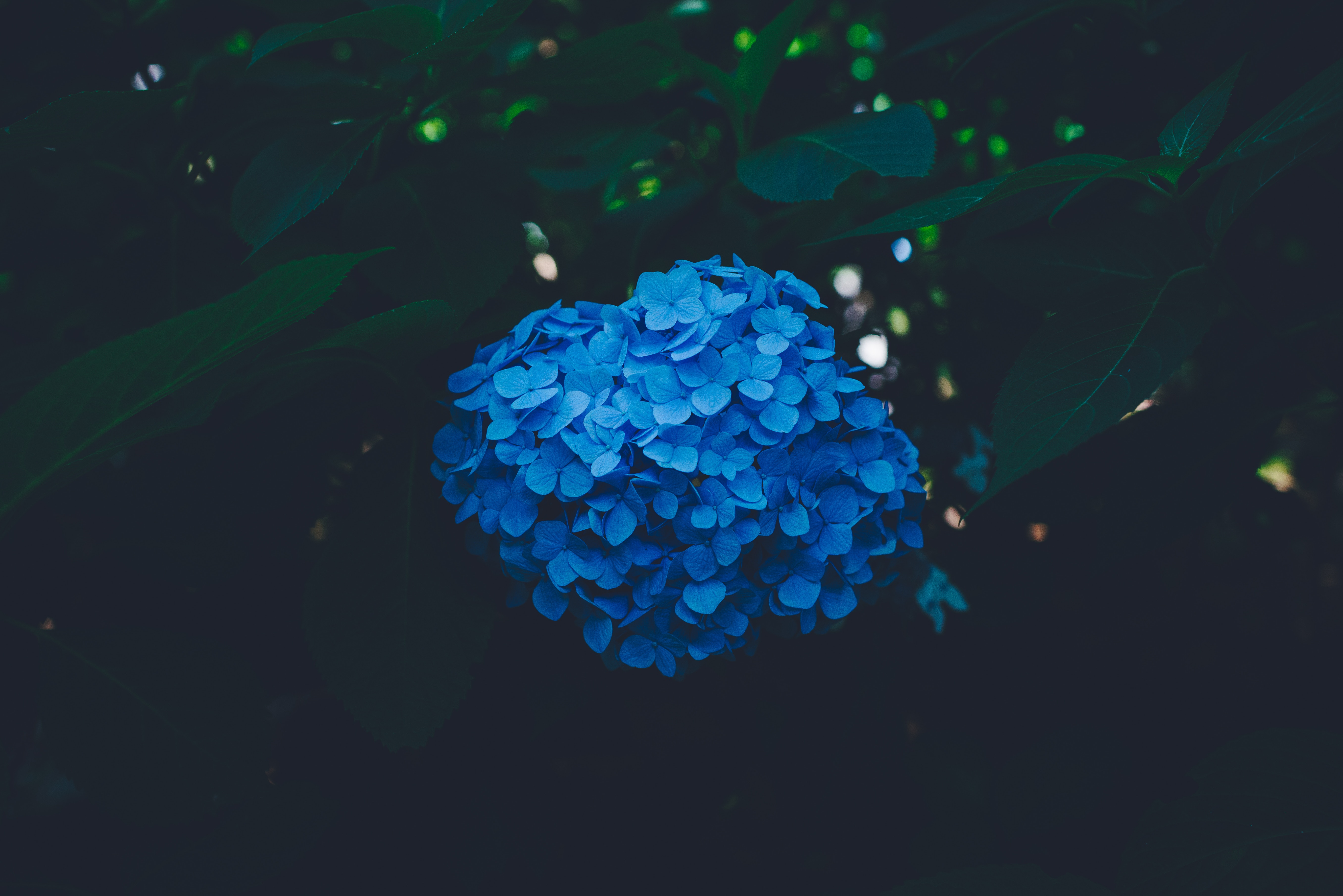 inflorescences, bush, blue, dark, hydrangea, inflorescence