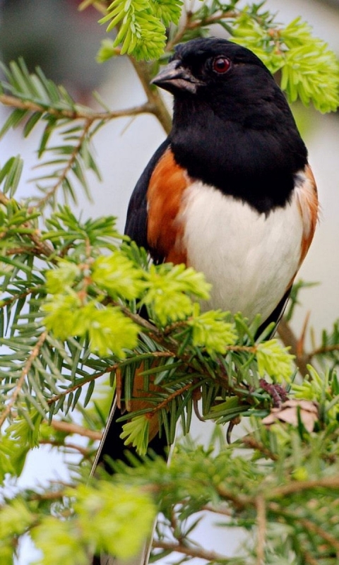 Téléchargez des papiers peints mobile Oiseau, Des Oiseaux, Animaux gratuitement.