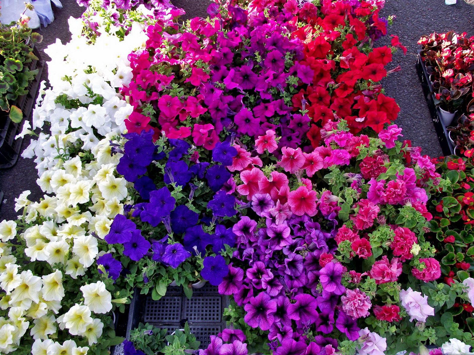 Download mobile wallpaper Petunia, Flowers, Bright, Colorful for free.