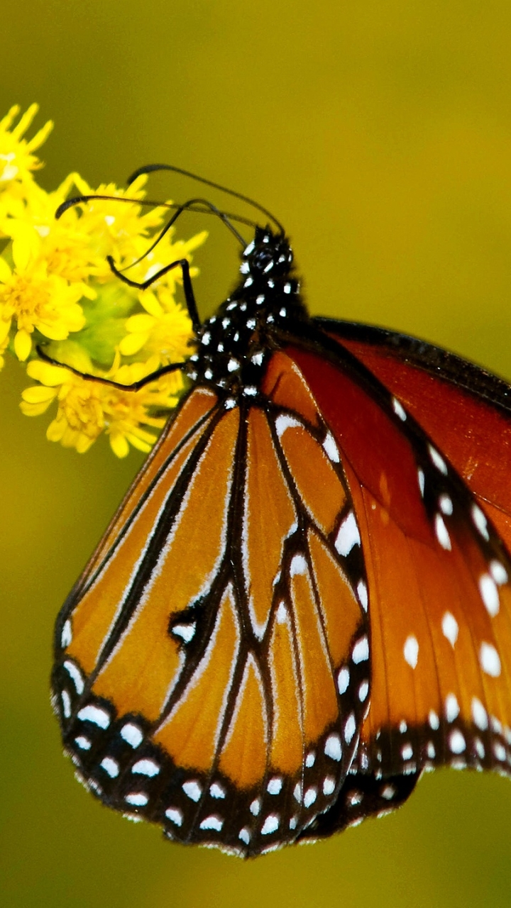 Download mobile wallpaper Butterfly, Animal for free.