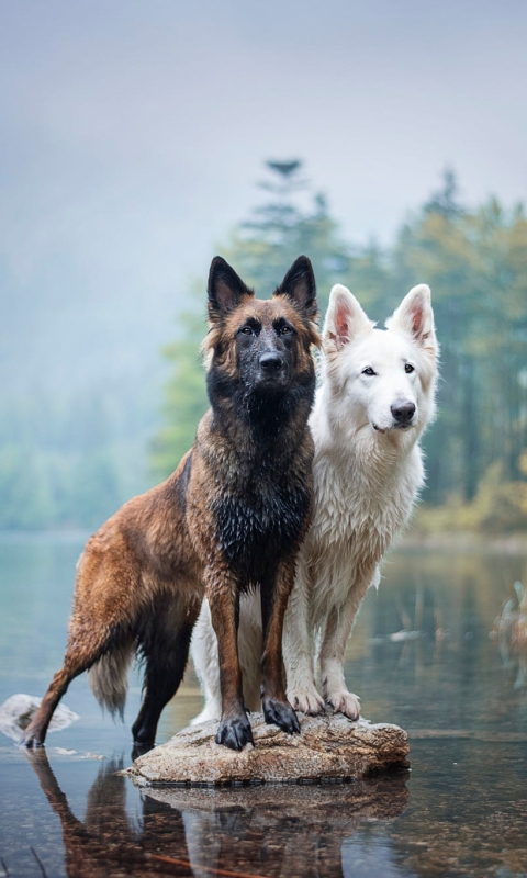 Download mobile wallpaper Dogs, Dog, Animal, Swiss Shepherd, Belgian Shepherd for free.