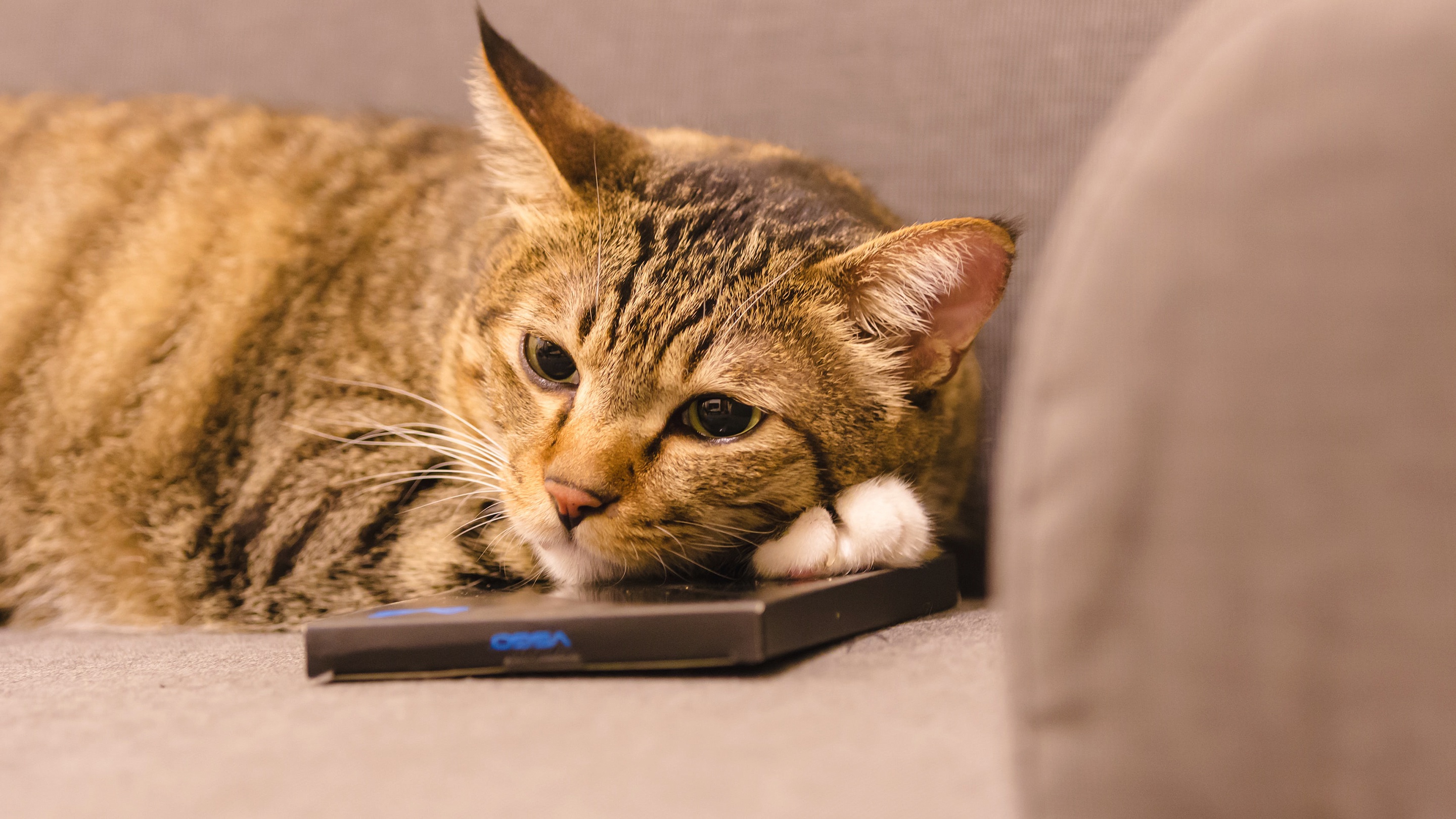 Téléchargez des papiers peints mobile Animaux, Chats, Chat gratuitement.