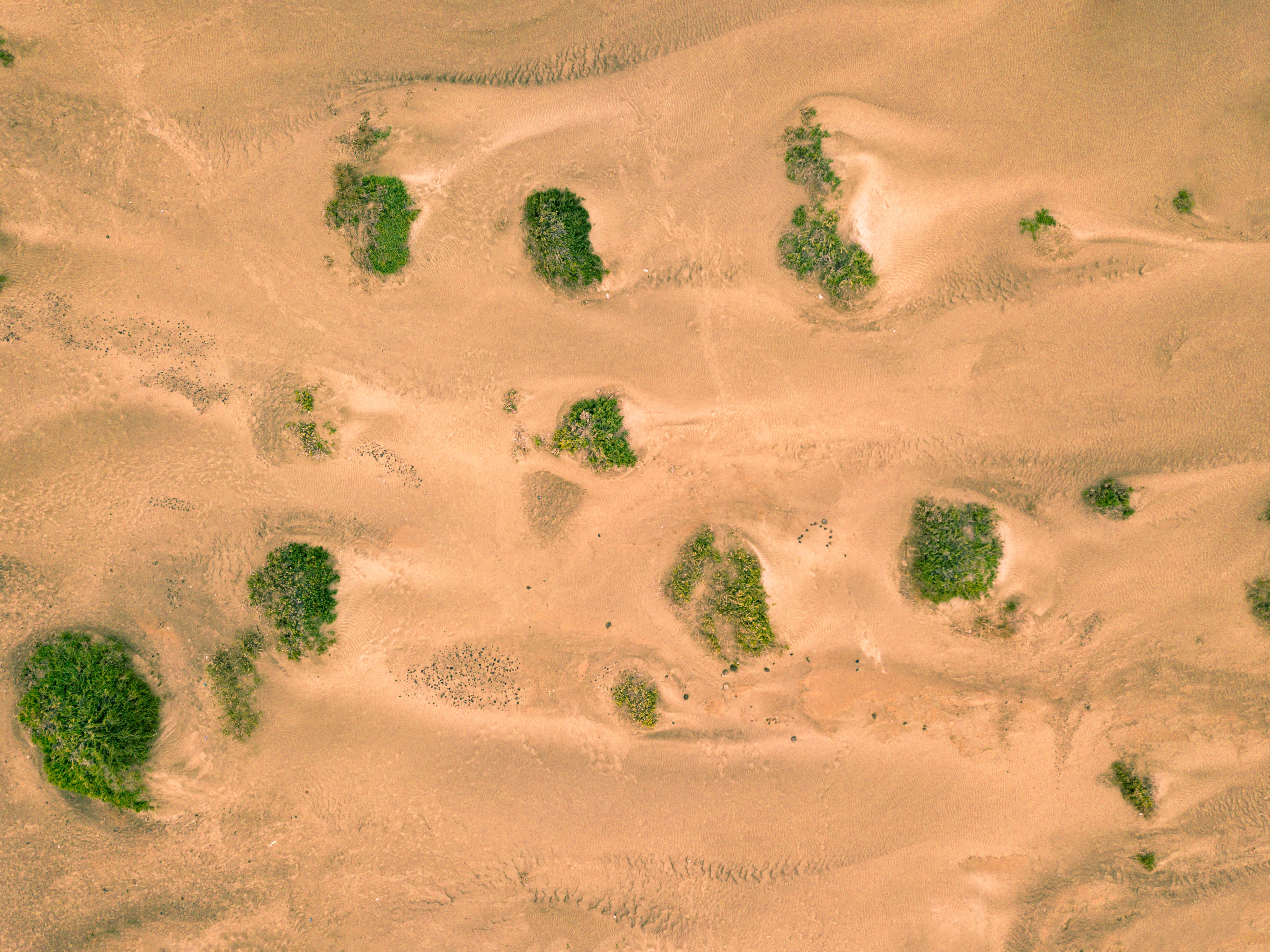 dunes, nature, sand, desert, vegetation, links 2160p
