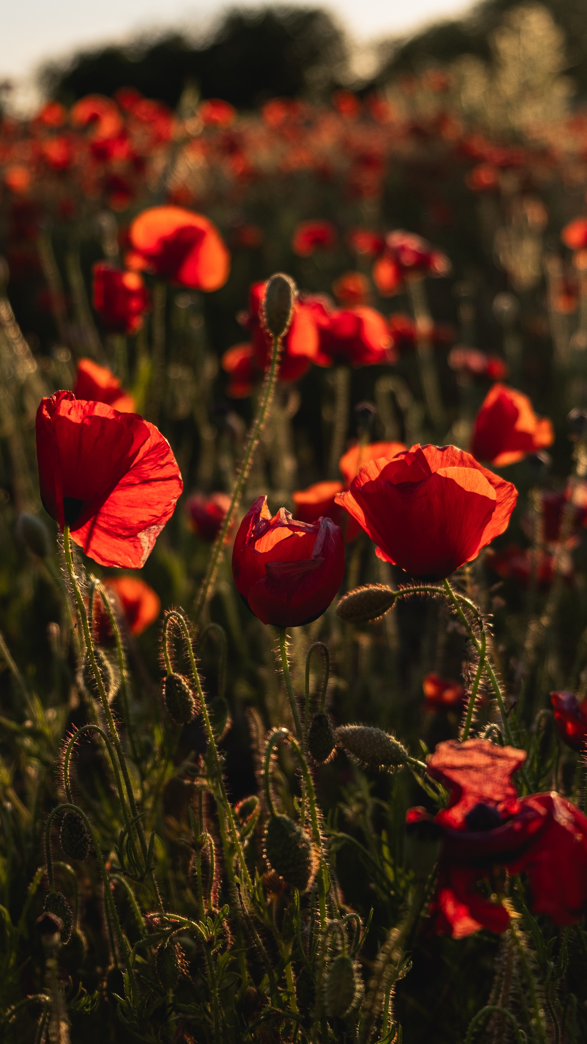 poppy, wildflowers, flowers, red High Definition image