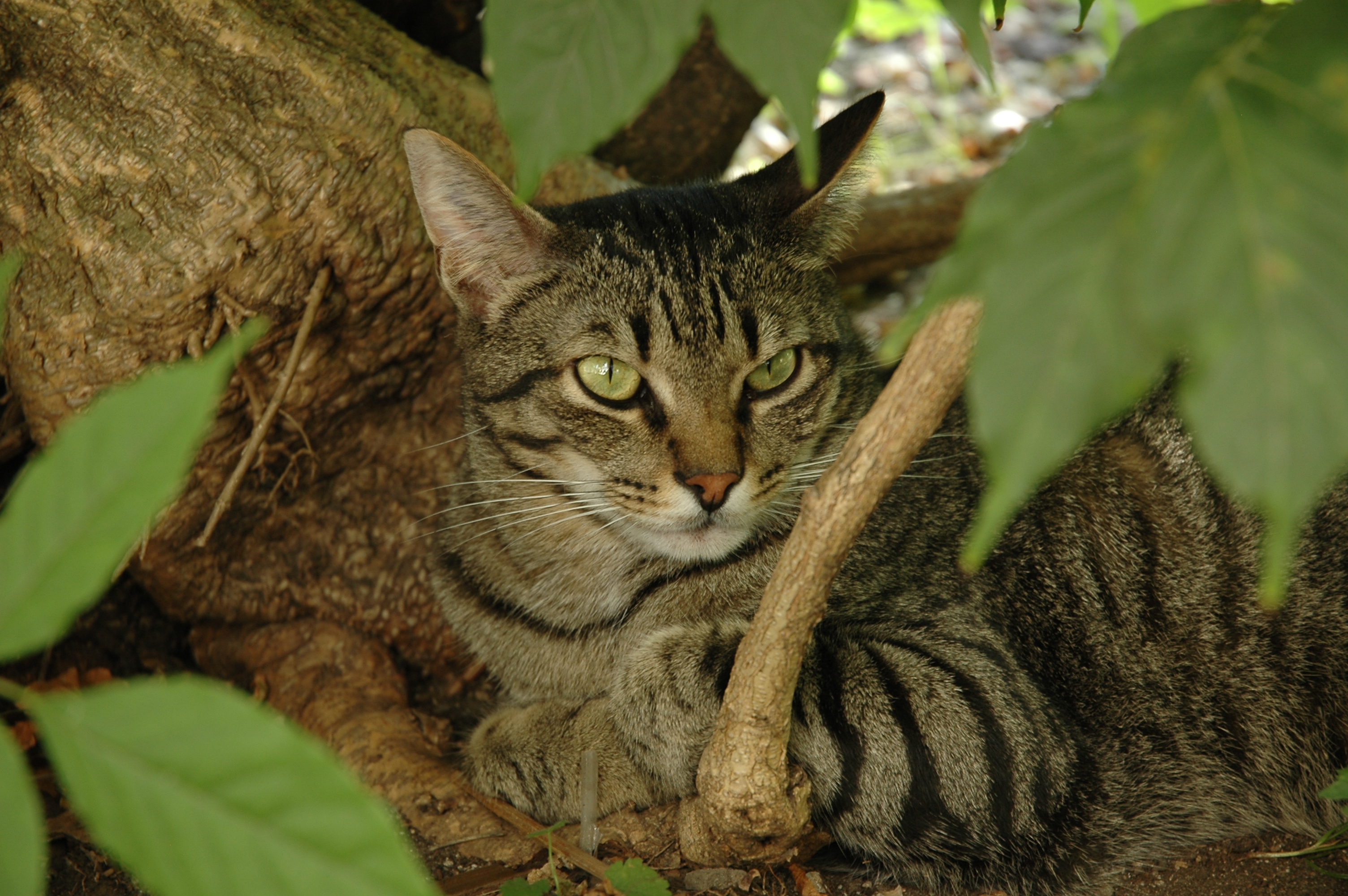 Téléchargez des papiers peints mobile Animaux, Chat gratuitement.