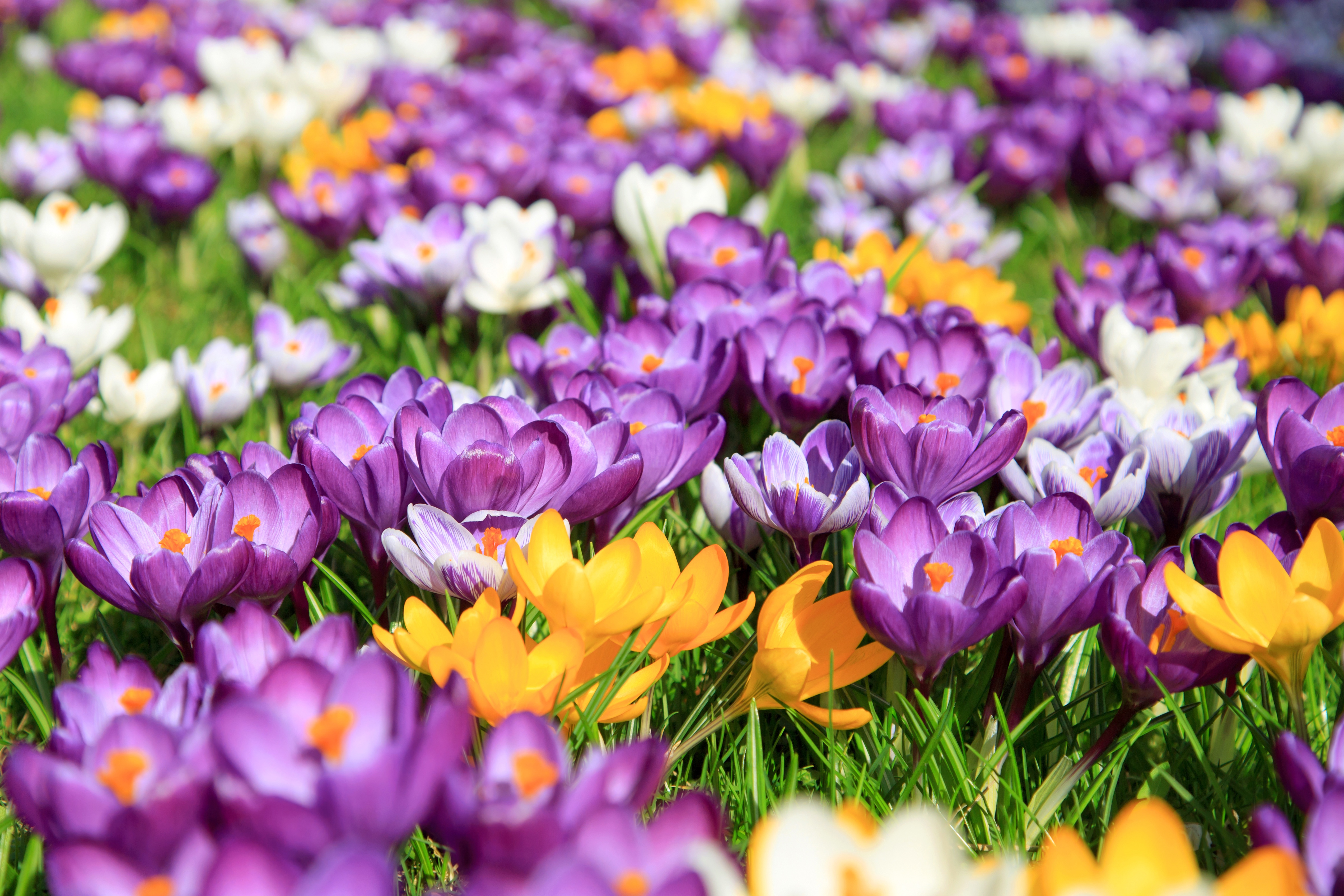 Descarga gratuita de fondo de pantalla para móvil de Flores, Flor, Primavera, Azafrán, Flor Amarilla, Flor Purpura, Tierra/naturaleza.