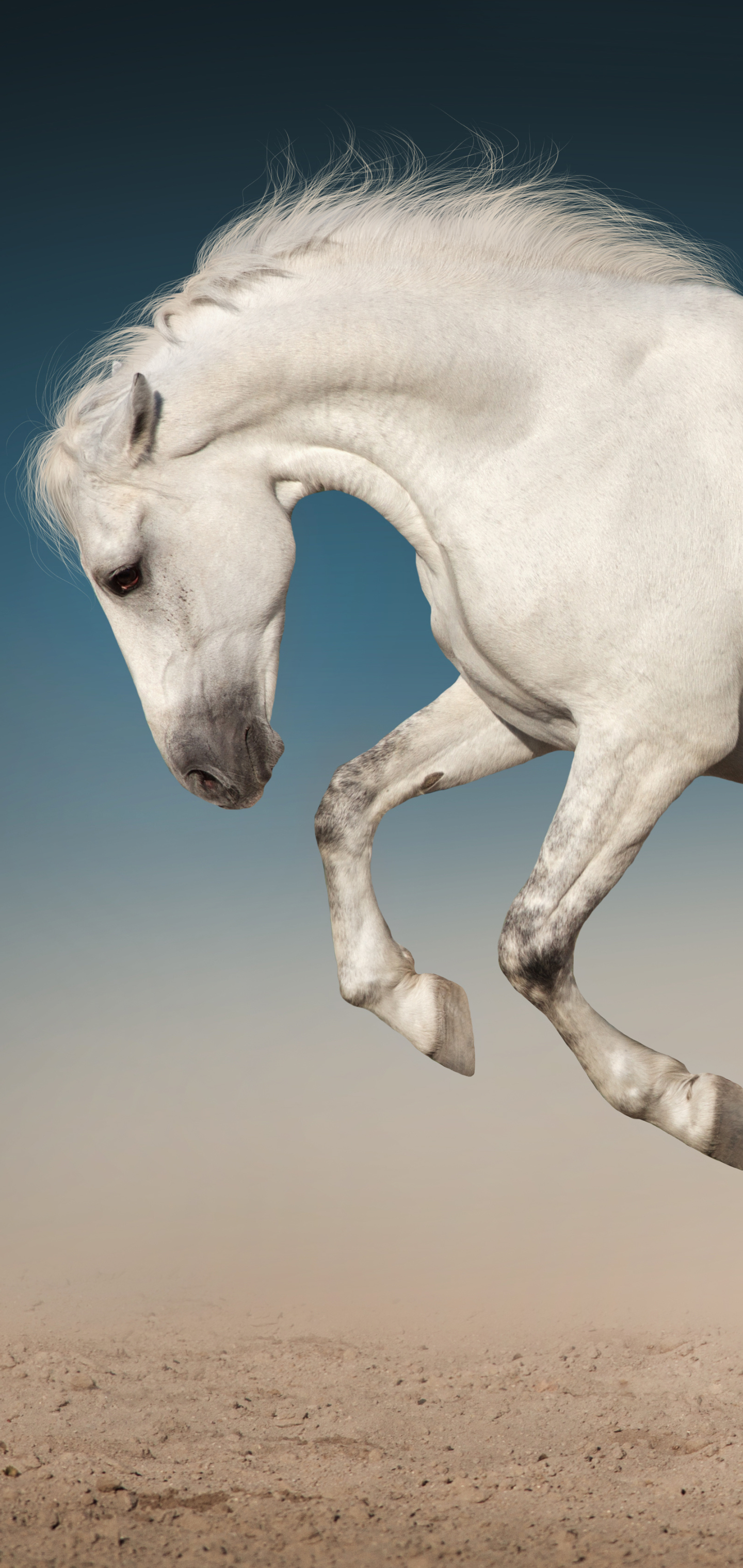 Téléchargez des papiers peints mobile Cheval, Animaux gratuitement.