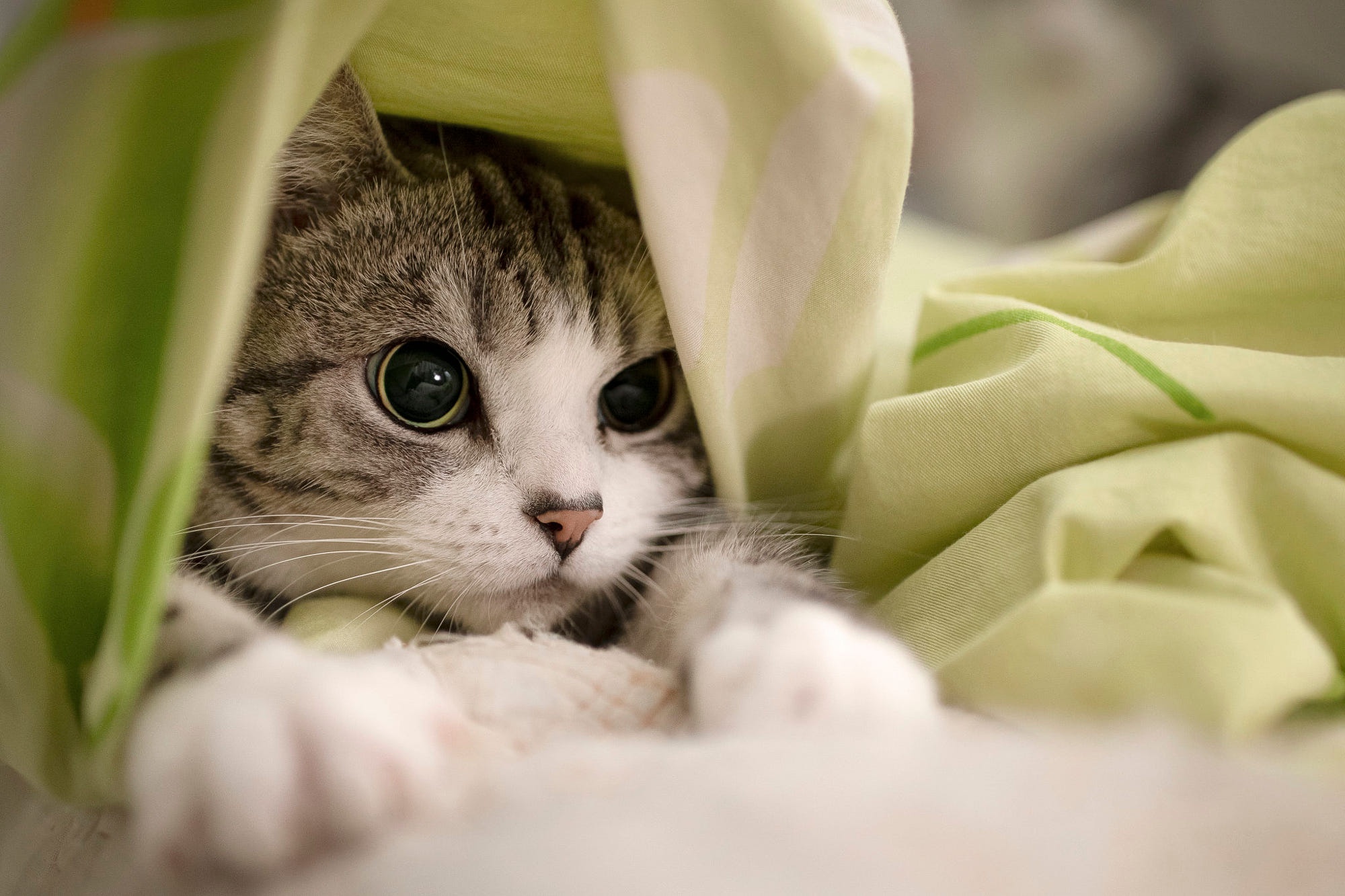 518449 descargar imagen gato atigrado, animales, gato, gatos: fondos de pantalla y protectores de pantalla gratis