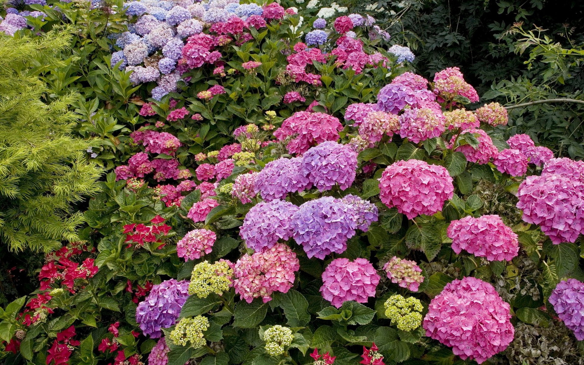 Free download wallpaper Flowers, Flower, Earth, Hydrangea, Purple Flower, Pink Flower on your PC desktop