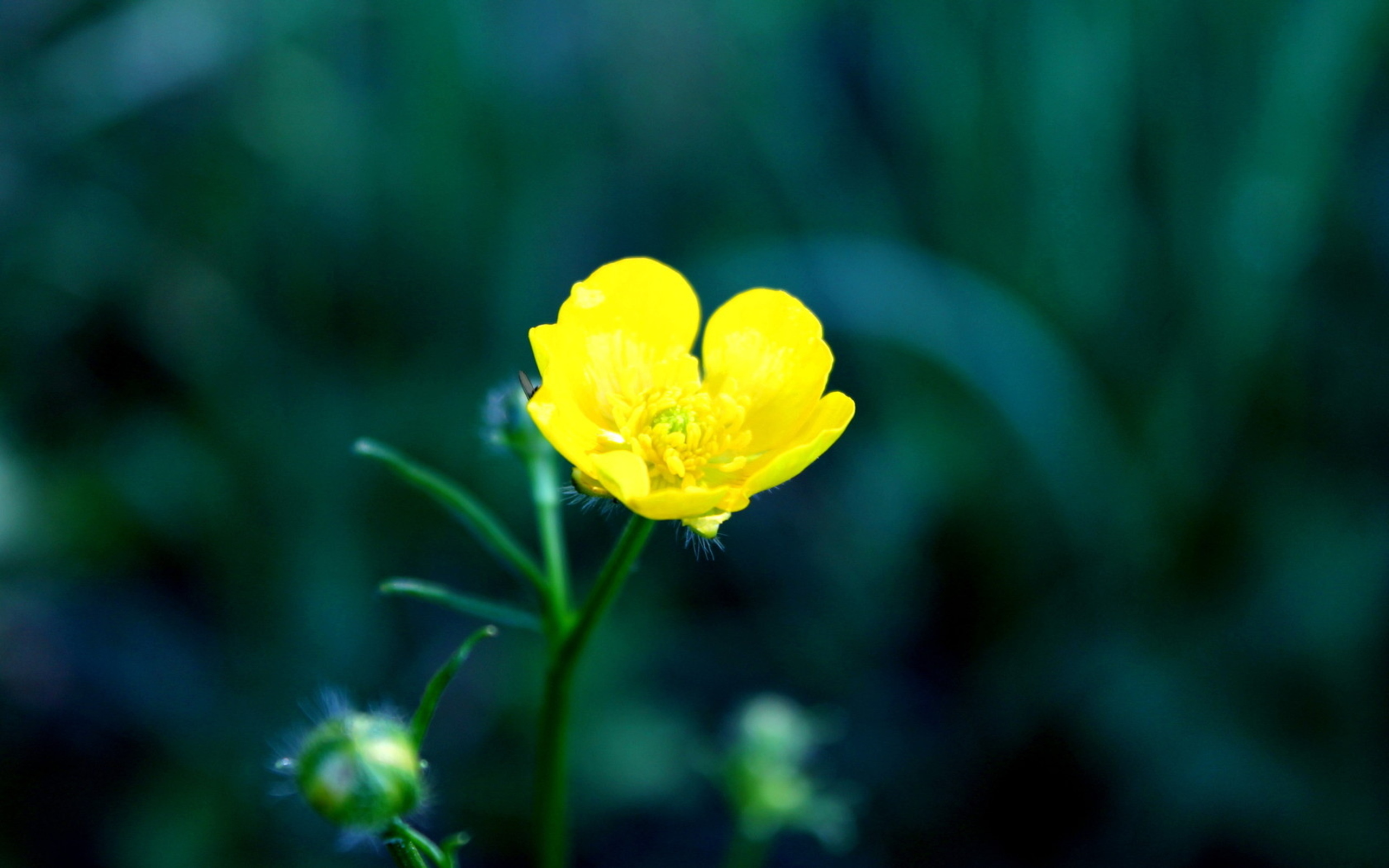 Handy-Wallpaper Blumen, Blume, Erde/natur kostenlos herunterladen.