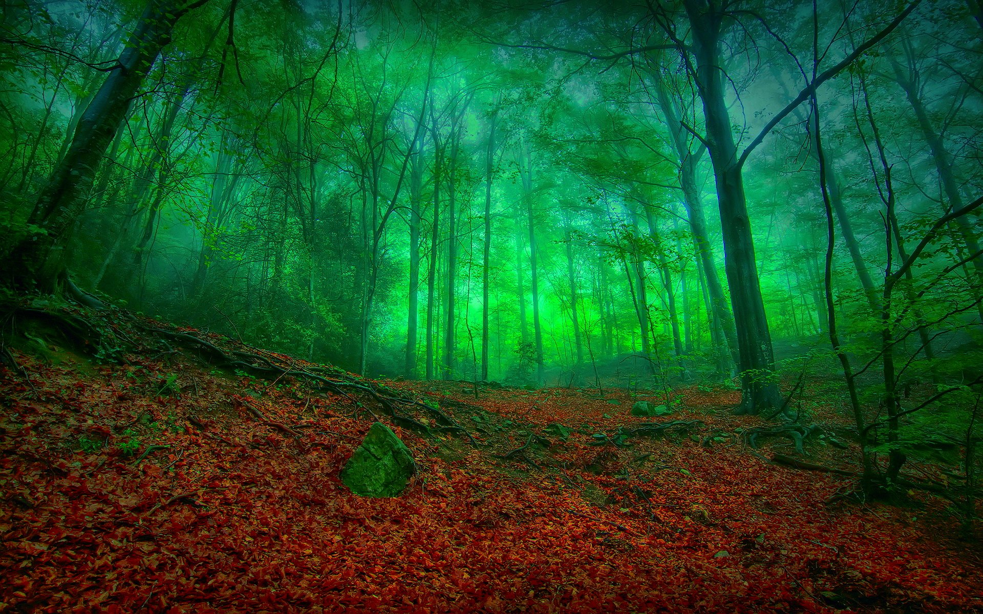 Descarga gratuita de fondo de pantalla para móvil de Otoño, Bosque, Árbol, Tierra/naturaleza.