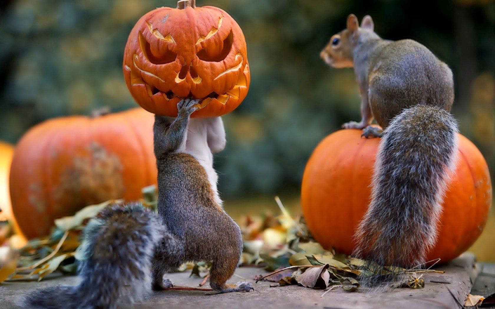 72705 Bild herunterladen tiere, eichhörnchen, halloween, kürbis, maske - Hintergrundbilder und Bildschirmschoner kostenlos