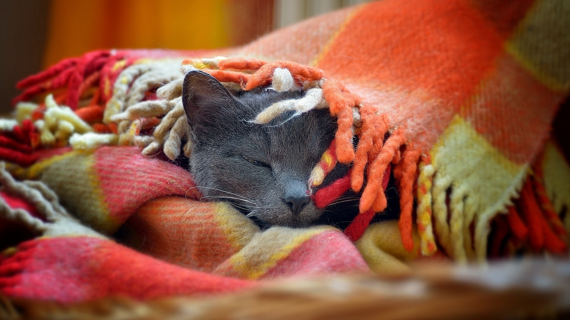 Baixe gratuitamente a imagem Gato, Gatos, Animais na área de trabalho do seu PC