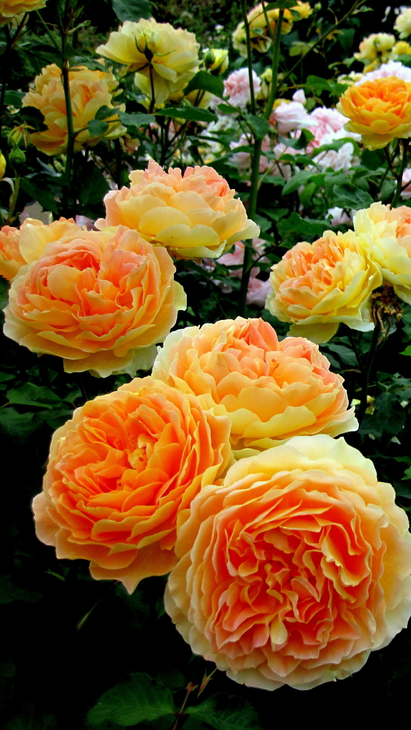 Descarga gratuita de fondo de pantalla para móvil de Flores, Rosa, Arbusto, Flor, De Cerca, Jardín, Flor Amarilla, Tierra/naturaleza, Rosal.