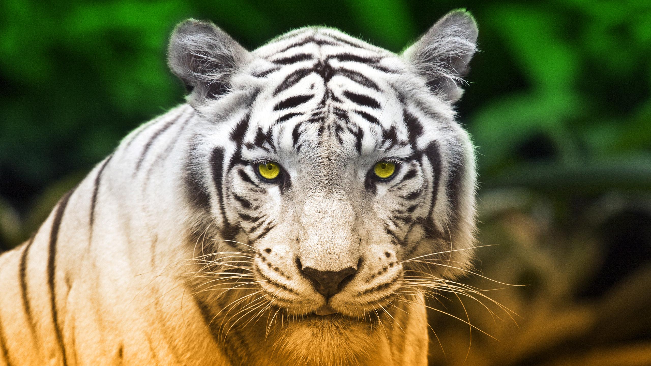 animal, white tiger, tiger, cats