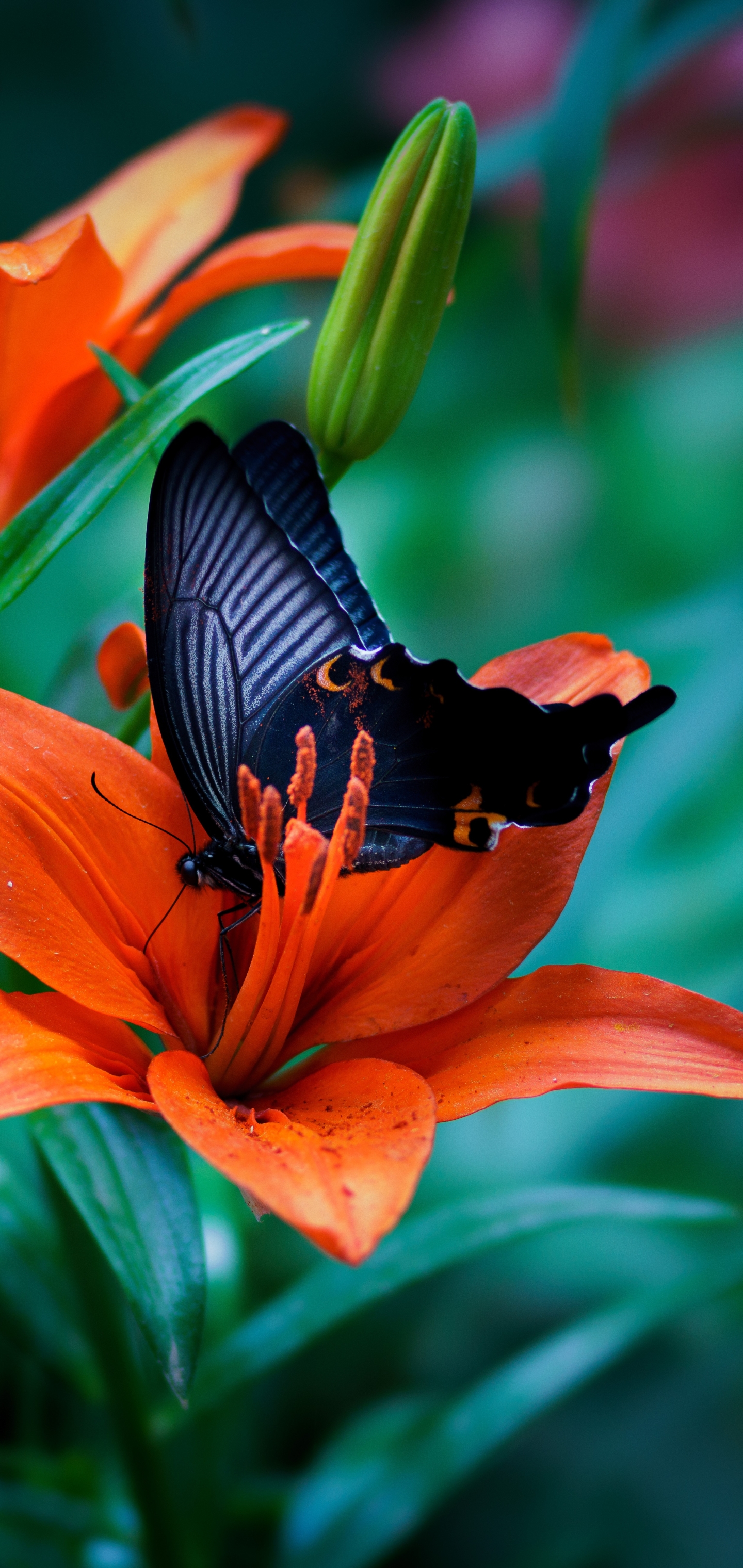 1365865 descargar fondo de pantalla macro, animales, mariposa, insecto, flor, flor naranja, macrofotografía, lirio: protectores de pantalla e imágenes gratis