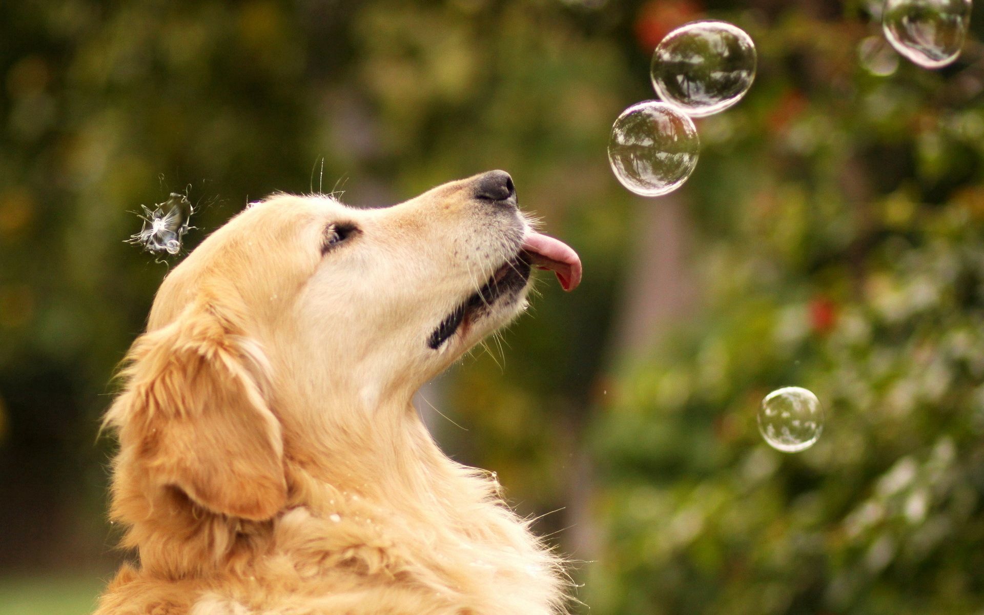Скачать обои бесплатно Животные, Пузыри, Собака, Лето картинка на рабочий стол ПК