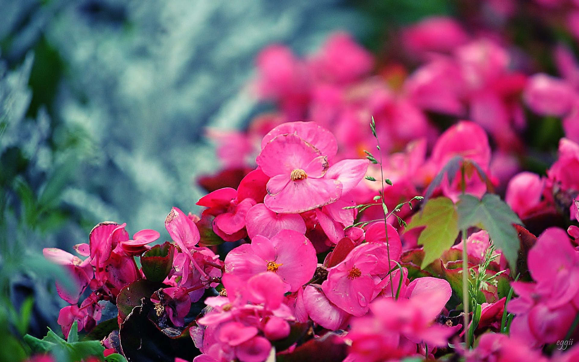 Laden Sie das Blumen, Blume, Erde/natur-Bild kostenlos auf Ihren PC-Desktop herunter