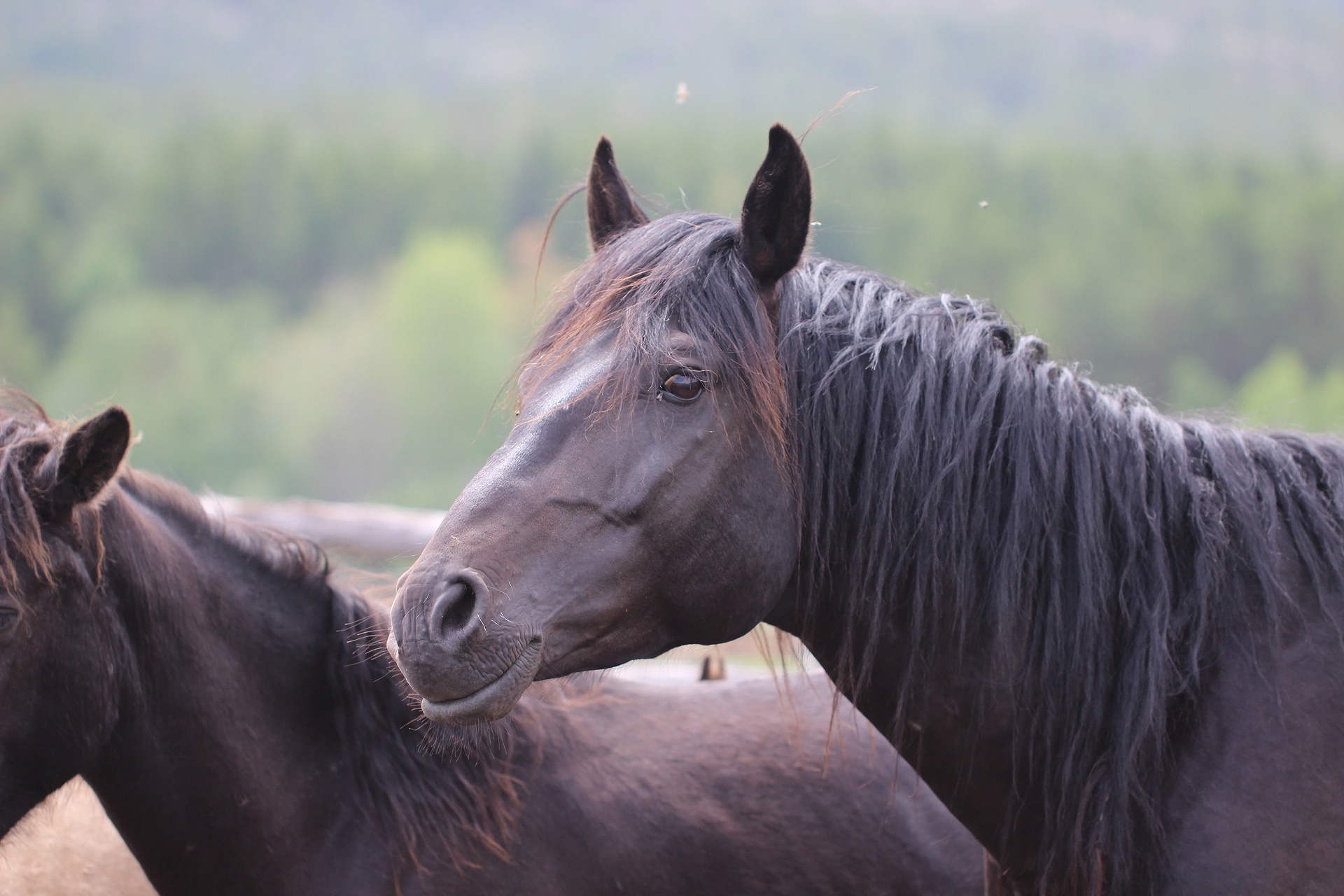 Descarga gratuita de fondo de pantalla para móvil de Animales, Caballo.