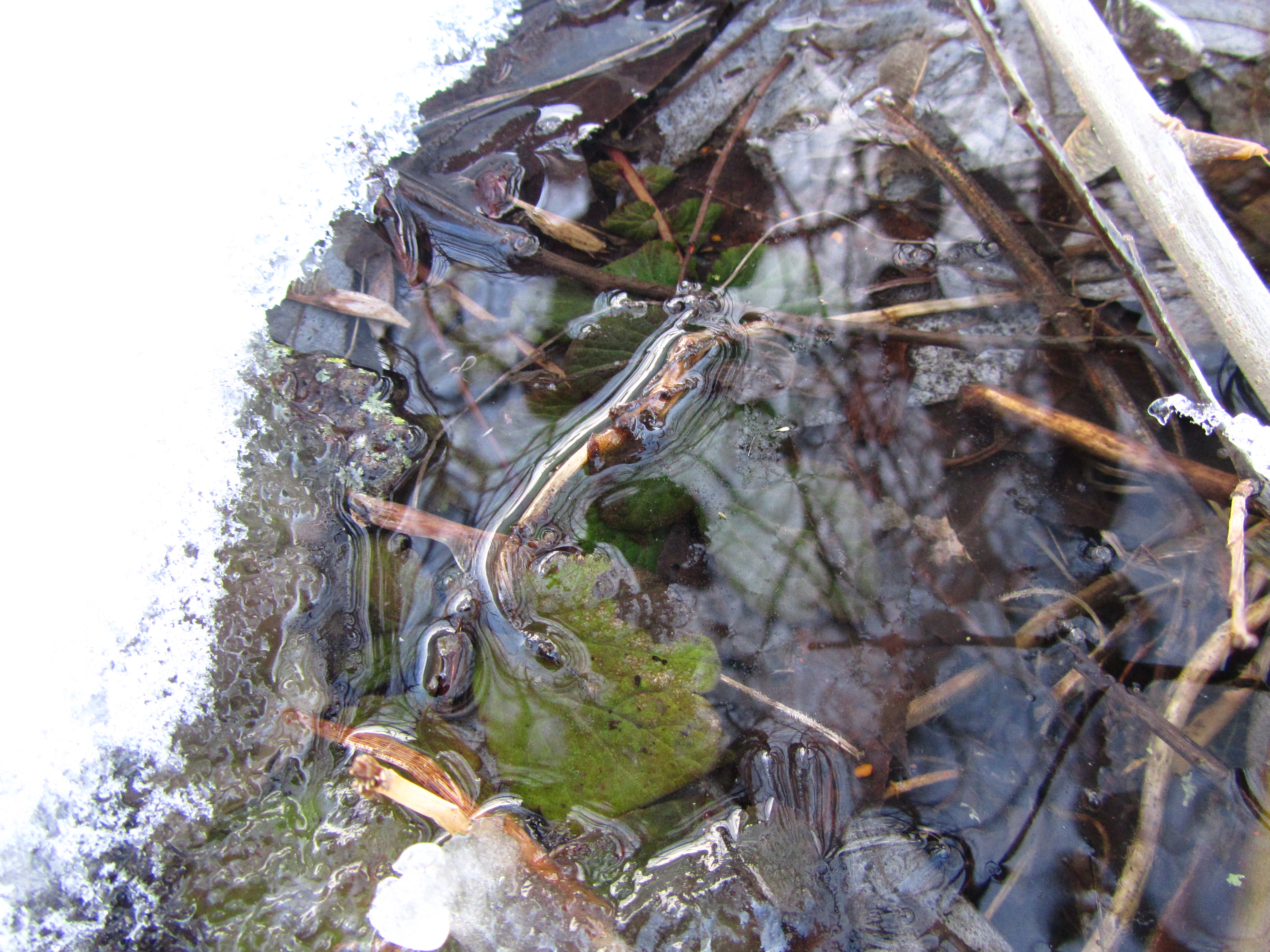 Laden Sie das Wasser, Erde/natur-Bild kostenlos auf Ihren PC-Desktop herunter