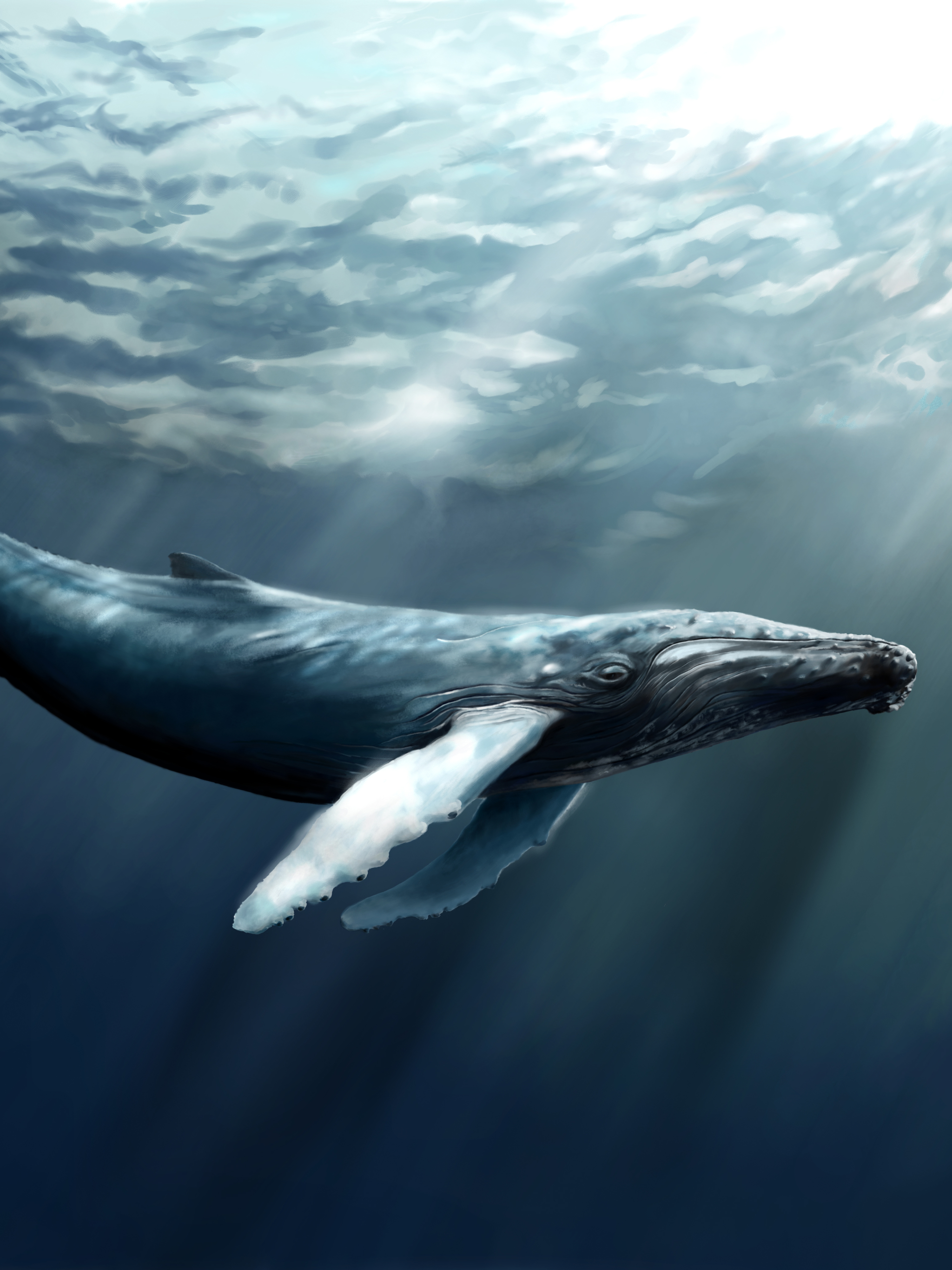 無料モバイル壁紙動物, 鯨, ザトウクジラをダウンロードします。