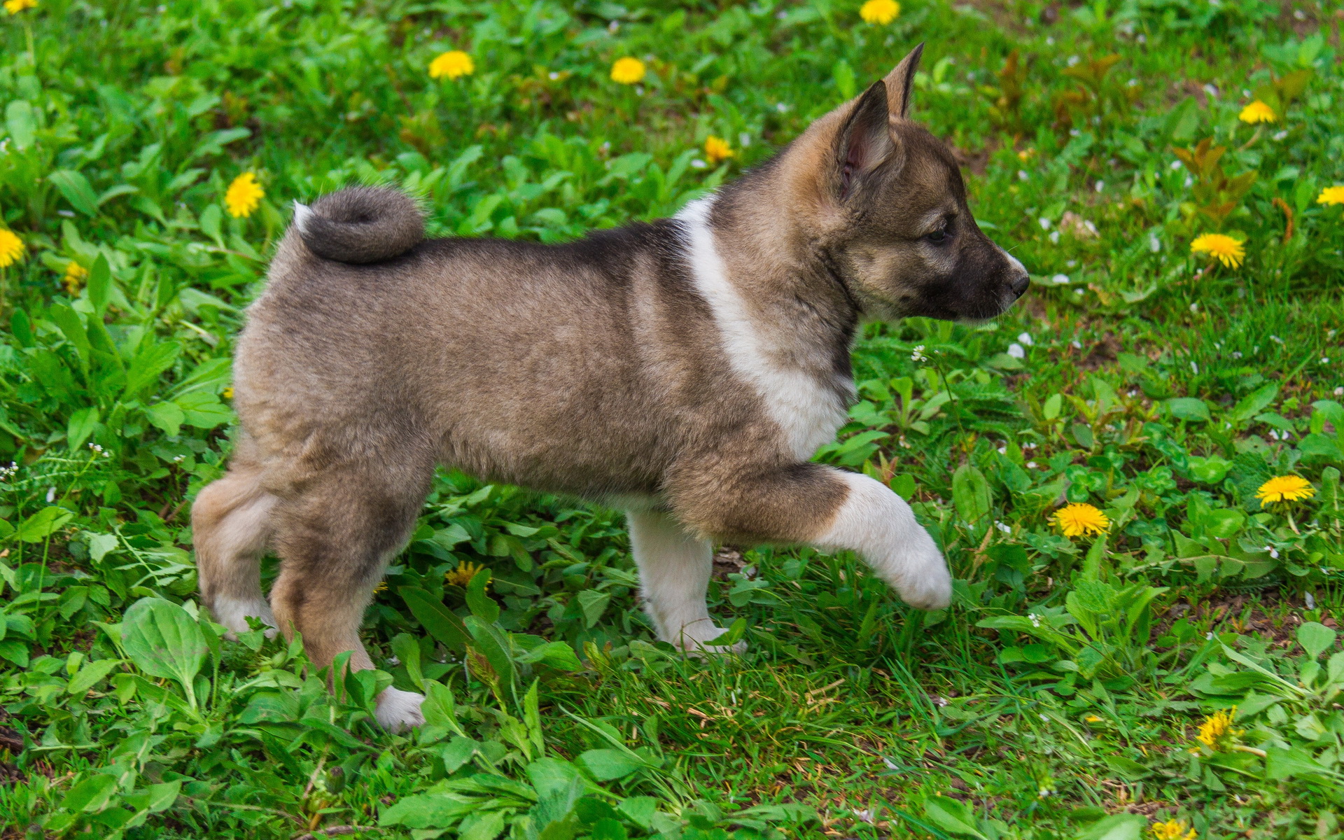 Handy-Wallpaper Welpen, Hunde, Tiere kostenlos herunterladen.