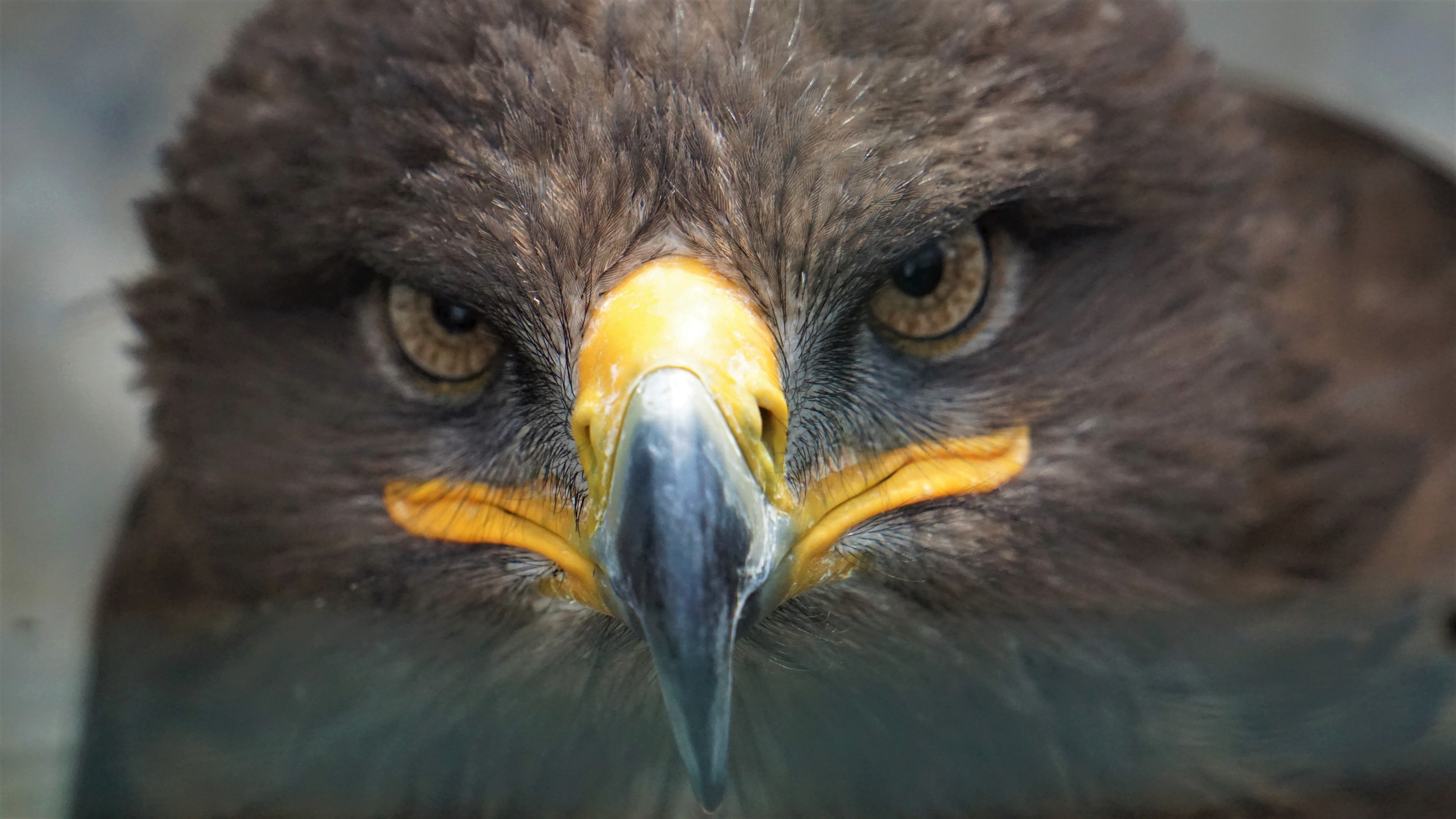 442387 baixar imagens águia dourada, animais, bico, ave de rapina, fechar se, águia, enfrentar, aves - papéis de parede e protetores de tela gratuitamente