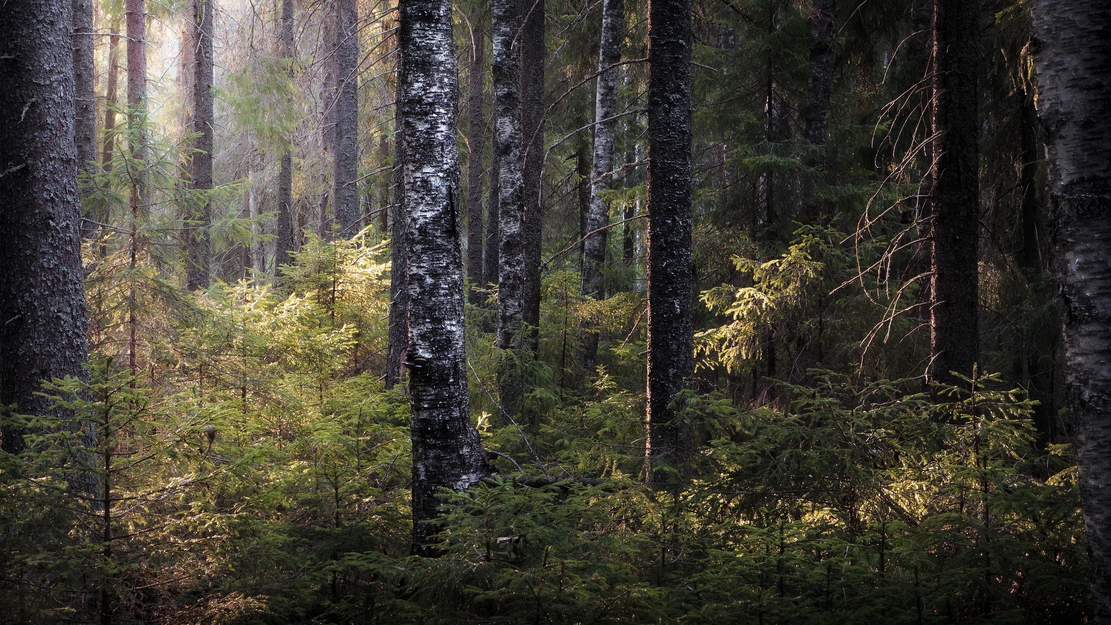 Téléchargez des papiers peints mobile Forêt, Arbre, La Nature, Terre/nature gratuitement.