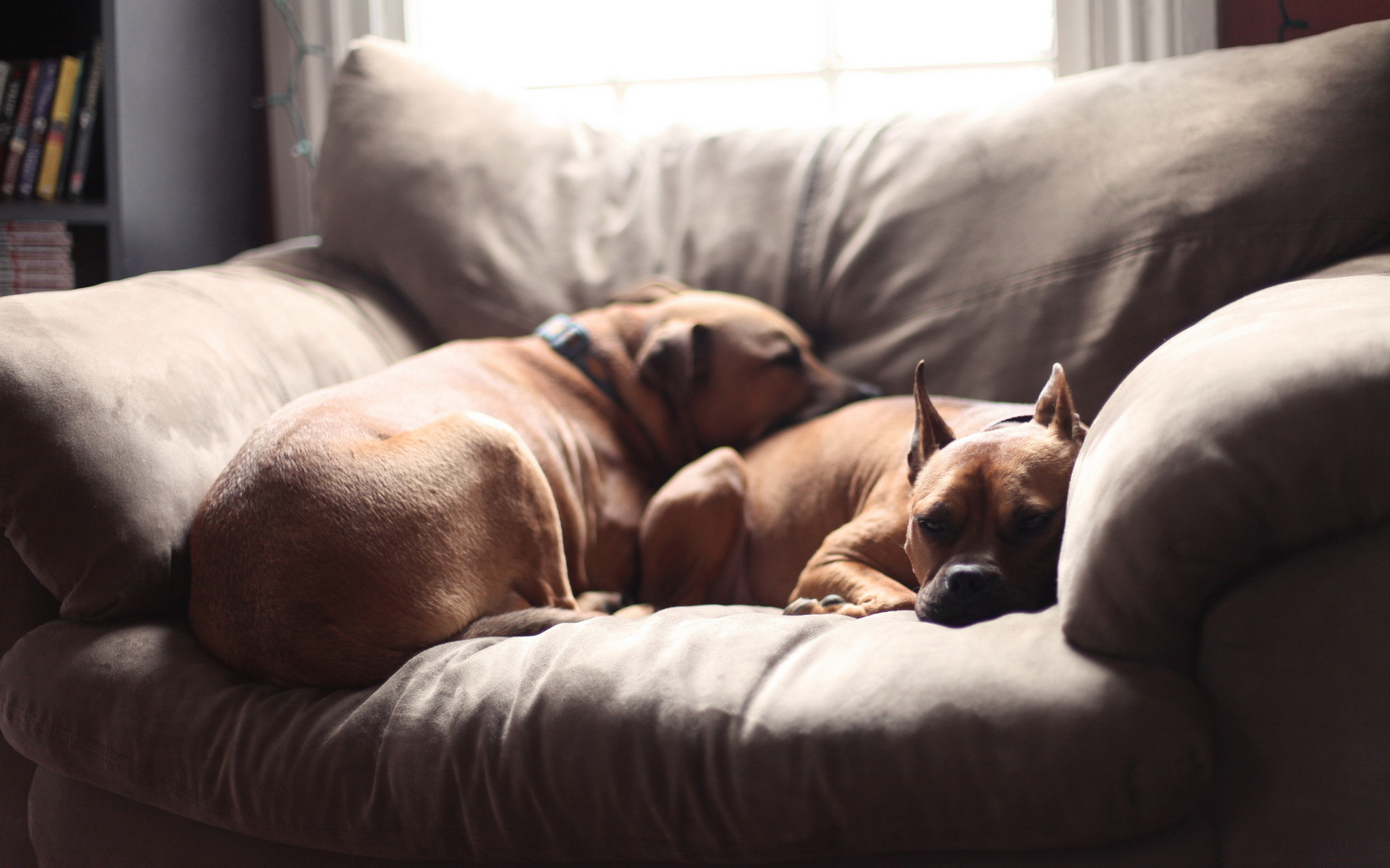 Téléchargez des papiers peints mobile Animaux, Chiens, Chien gratuitement.