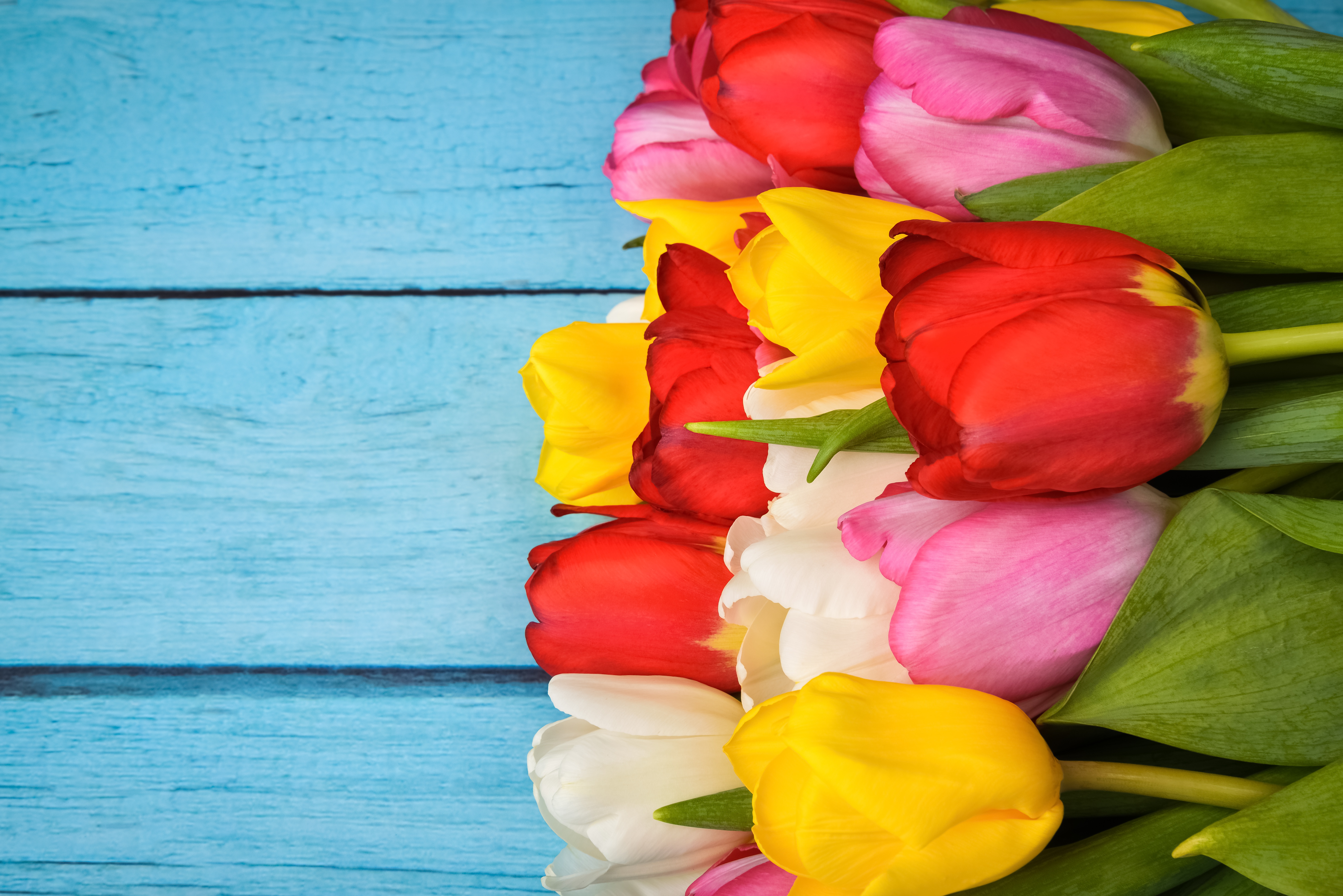 Free download wallpaper Flowers, Earth, Tulip on your PC desktop