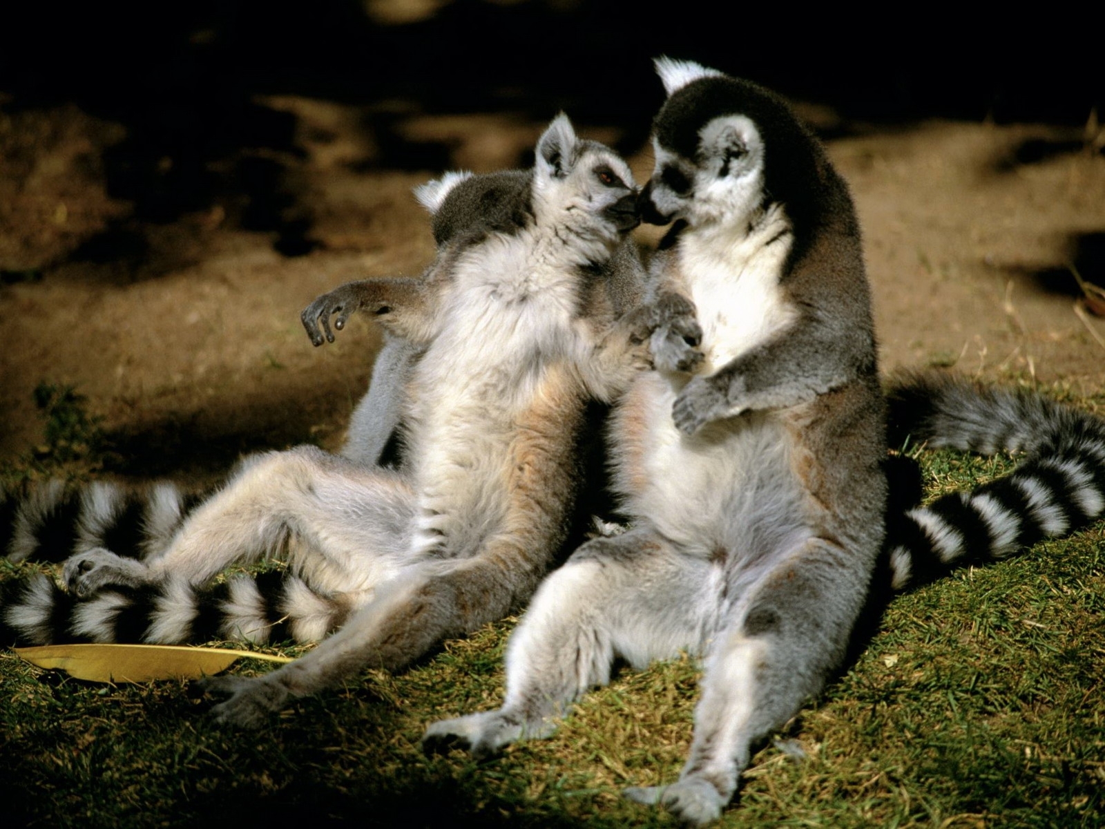 482 descargar imagen divertido, animales, lemures: fondos de pantalla y protectores de pantalla gratis