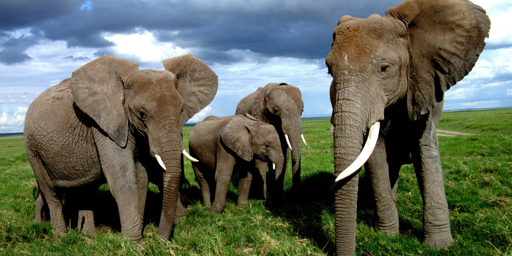 386975 baixar imagens animais, elefante da savana, elefante africano, elefantes - papéis de parede e protetores de tela gratuitamente