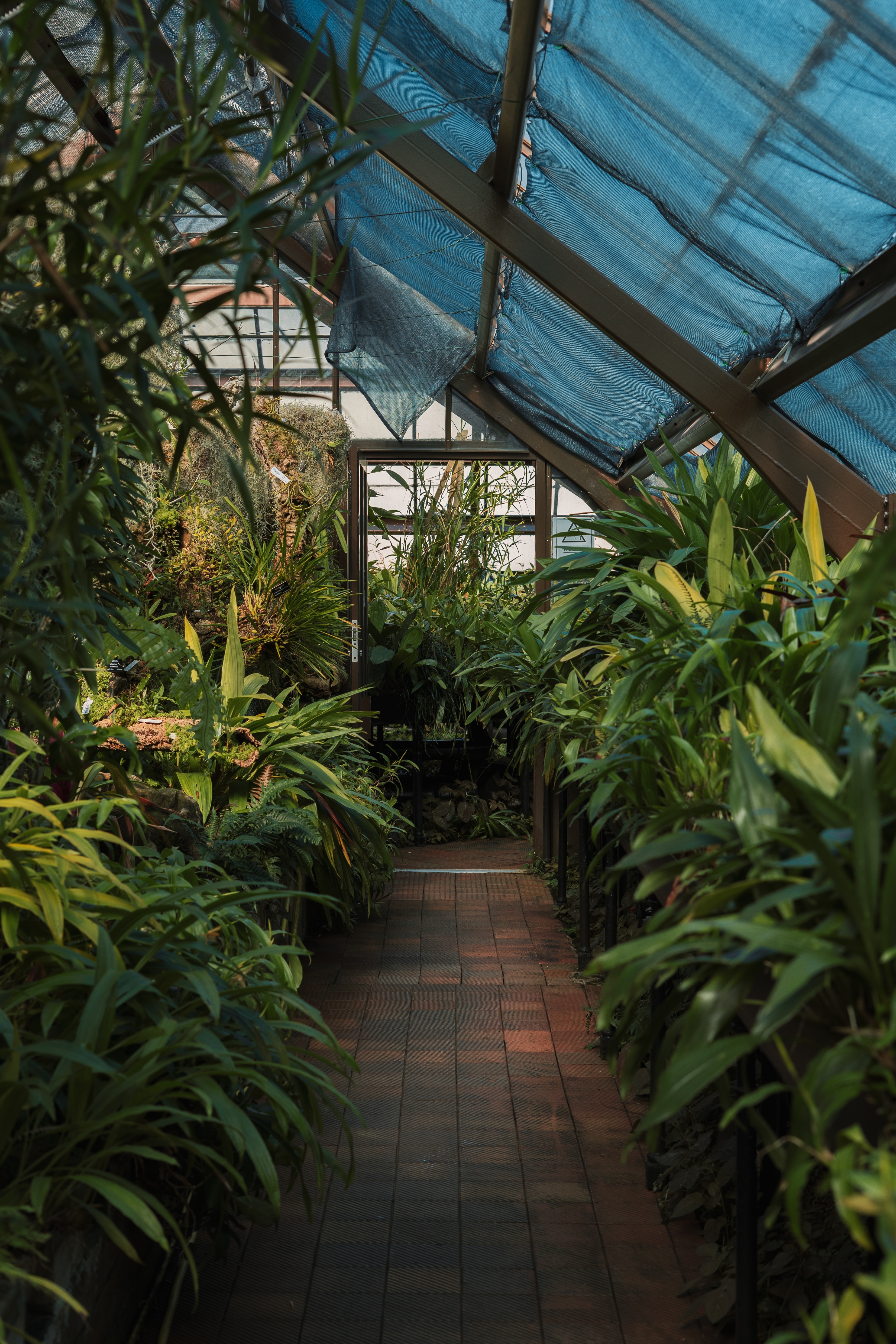 greenhouse, plants, green, miscellanea, miscellaneous, tropical, exotic