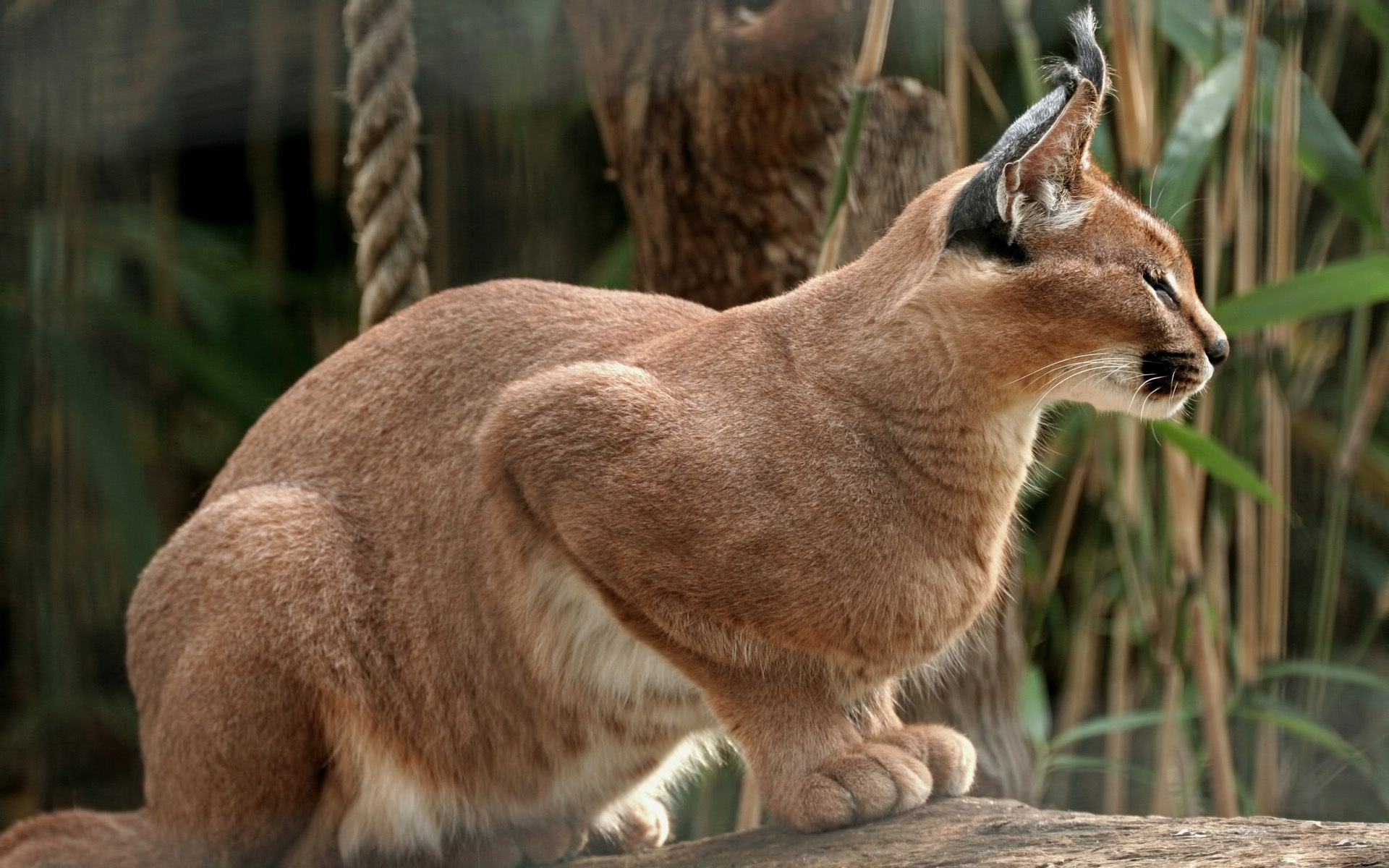 Baixar papel de parede para celular de Animais, Gatos, Gato gratuito.