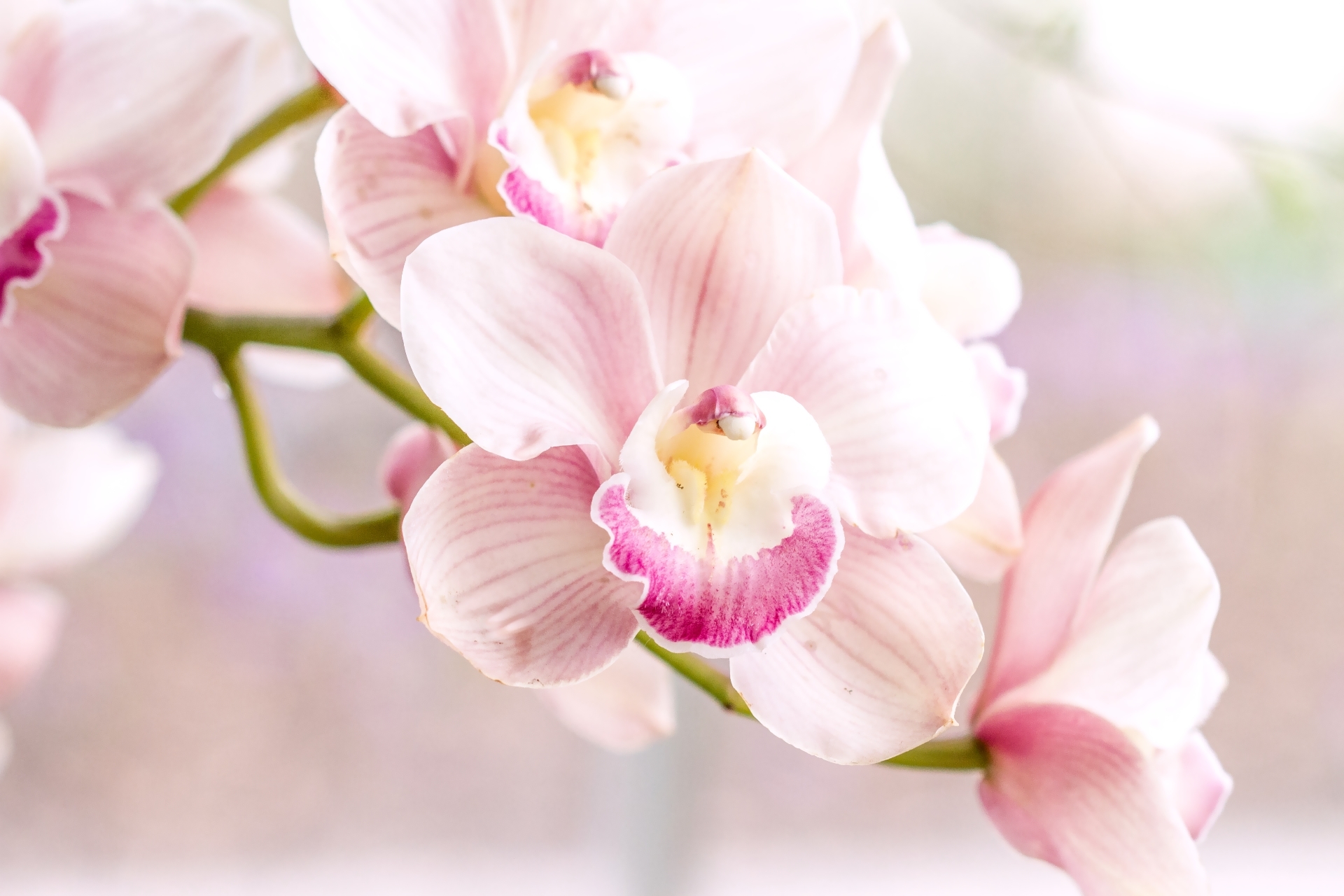 無料モバイル壁紙自然, フラワーズ, 花, 閉じる, 地球, 蘭, ピンクの花をダウンロードします。