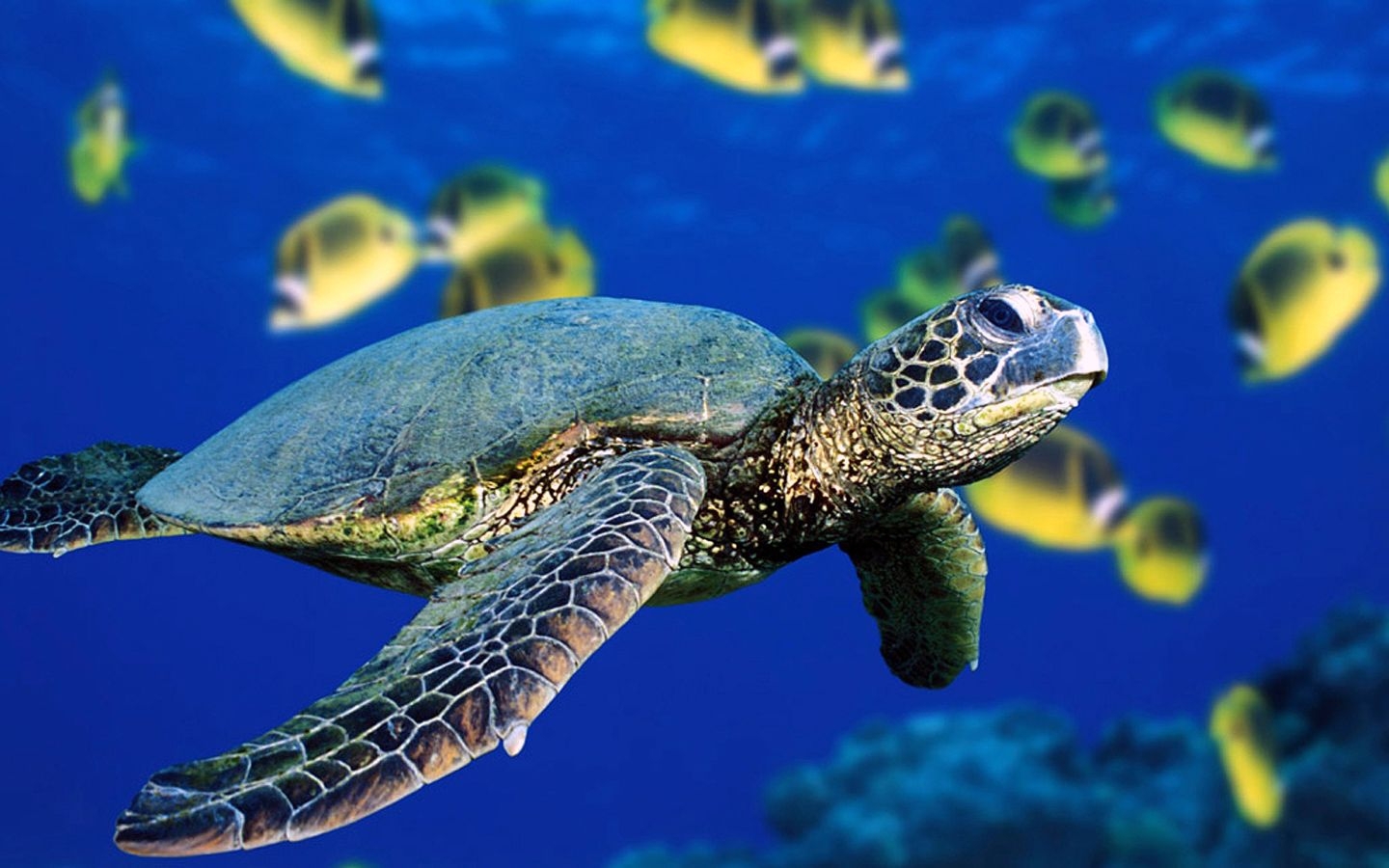 Laden Sie das Turtles, Tiere-Bild kostenlos auf Ihren PC-Desktop herunter
