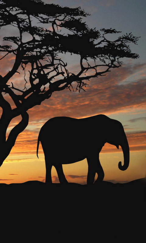 Download mobile wallpaper Elephants, Silhouette, Tree, Animal, Elephant, Africa, African Bush Elephant, Lonely Tree for free.