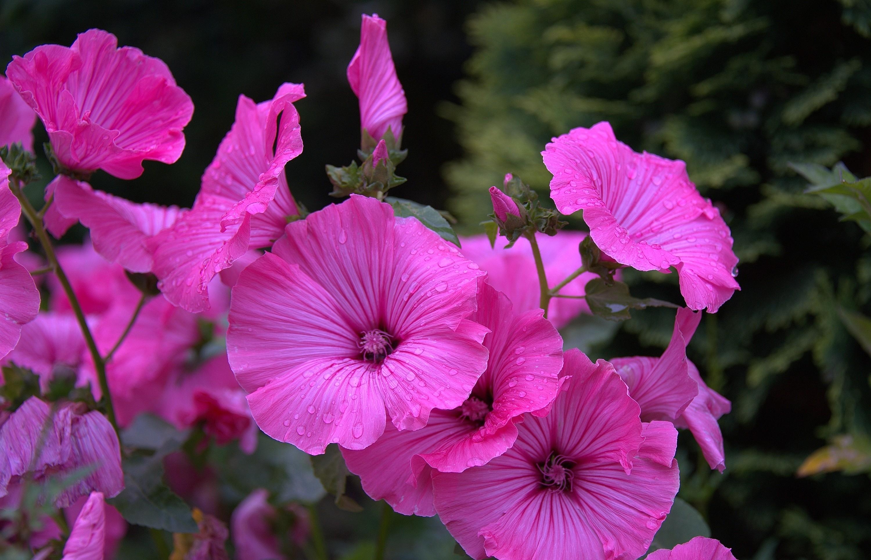 flowers, drops, flowerbed, close up, flower bed, lavatera HD wallpaper