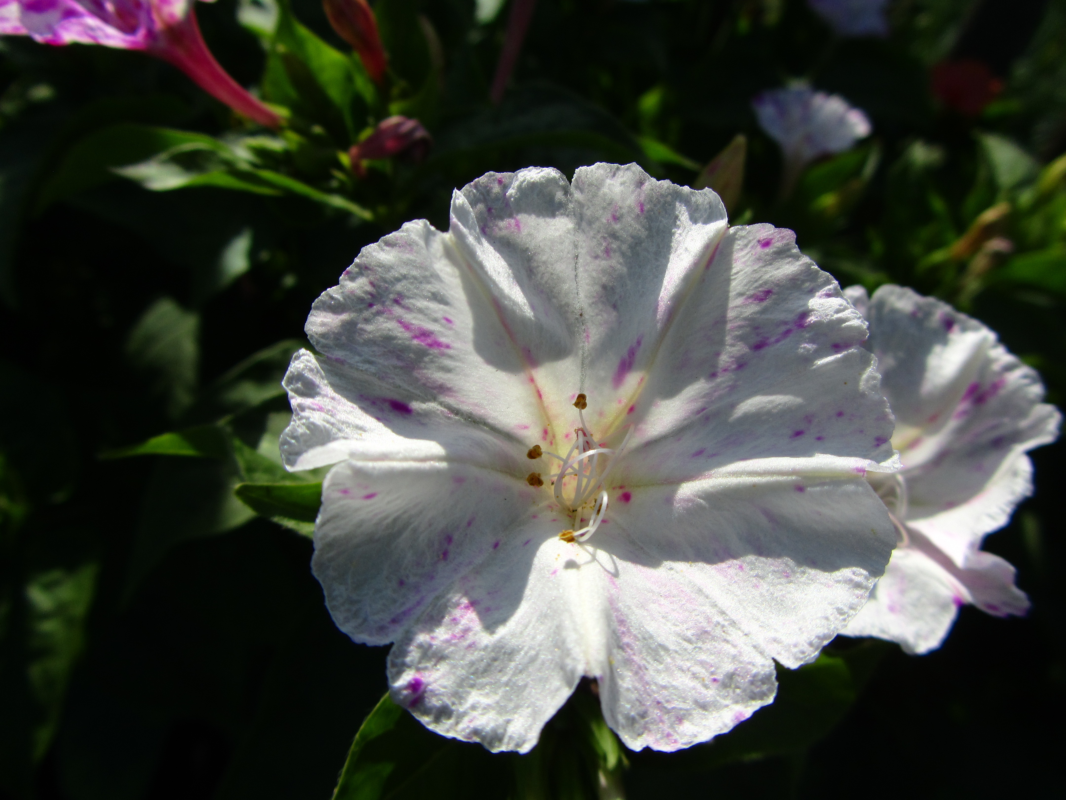 Téléchargez des papiers peints mobile Fleur, Terre/nature gratuitement.