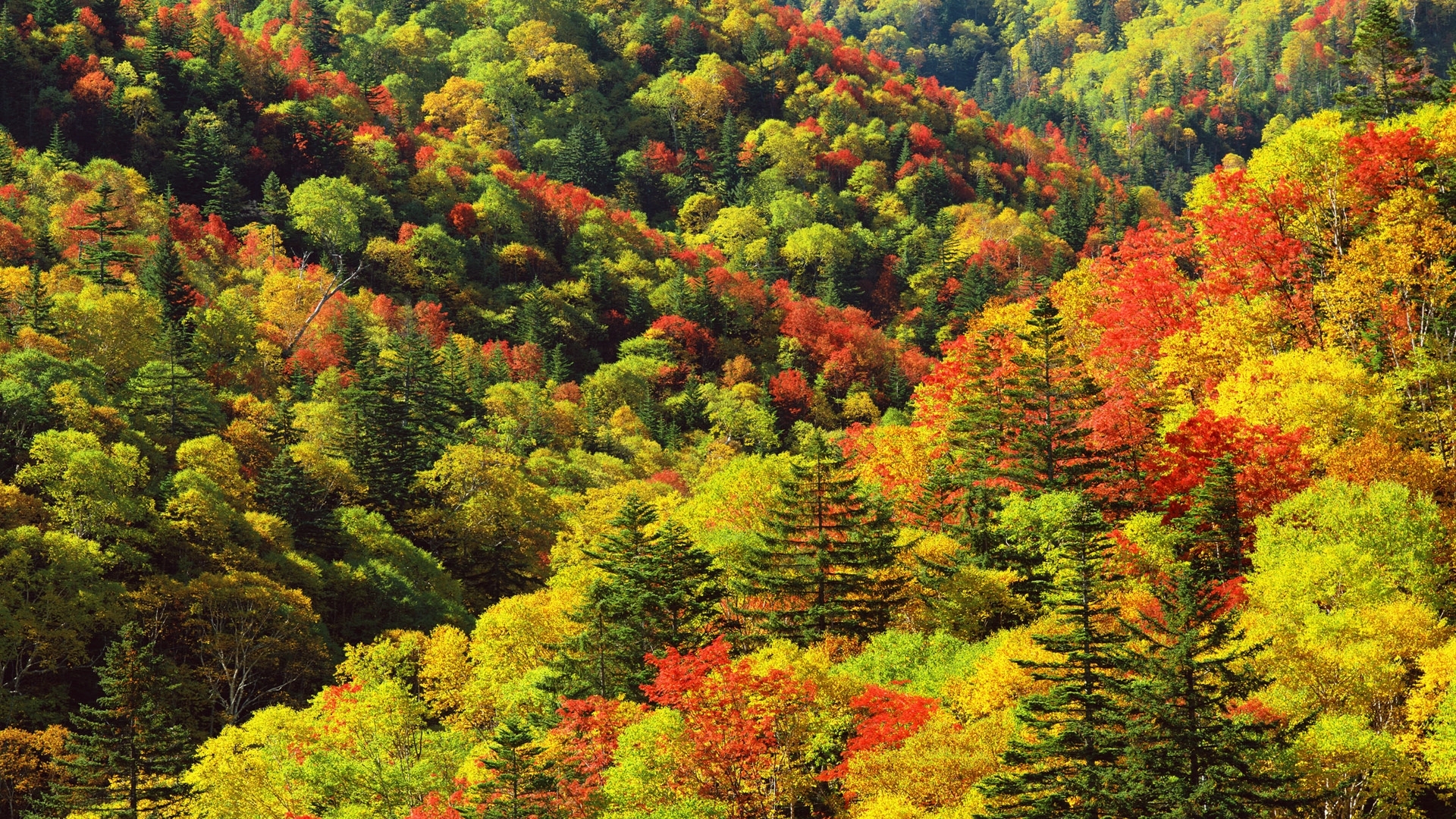 Download mobile wallpaper Forest, Fall, Earth for free.